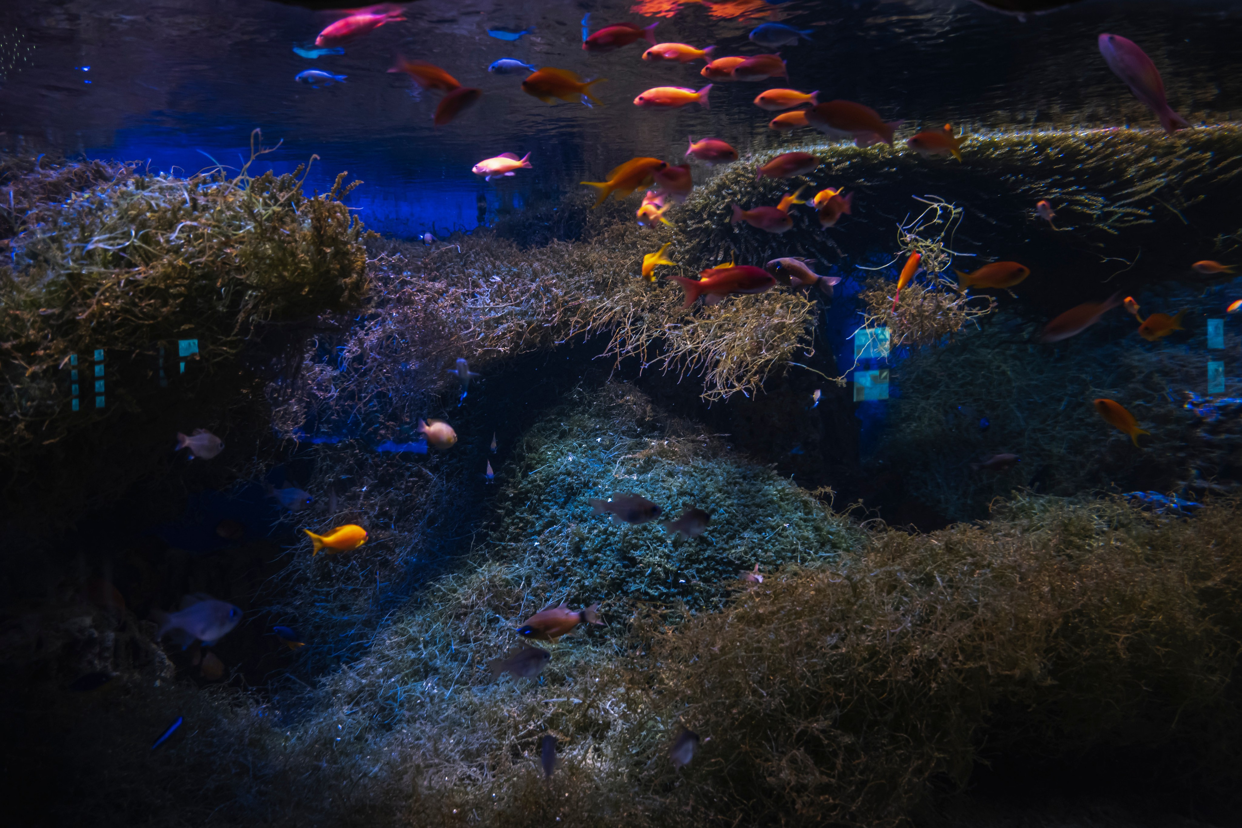 Москвариум. Фотограф Роман Адлер