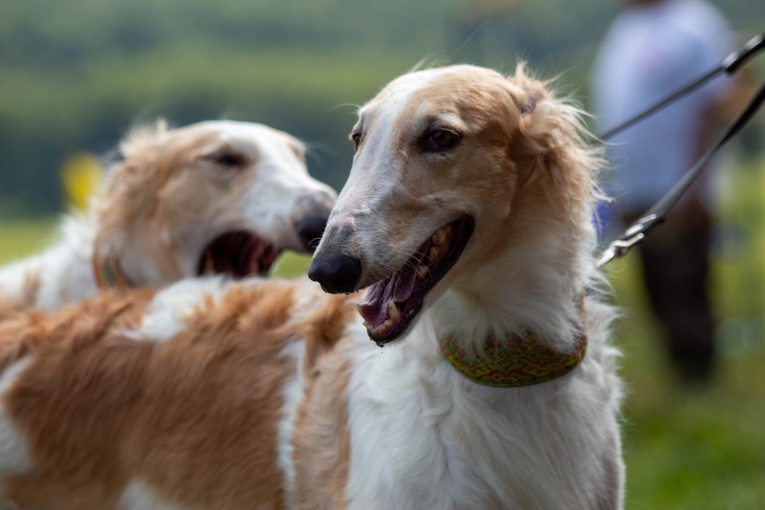 Охота как искусство Ясная поляна. Фотограф анималист — Тула, Москва