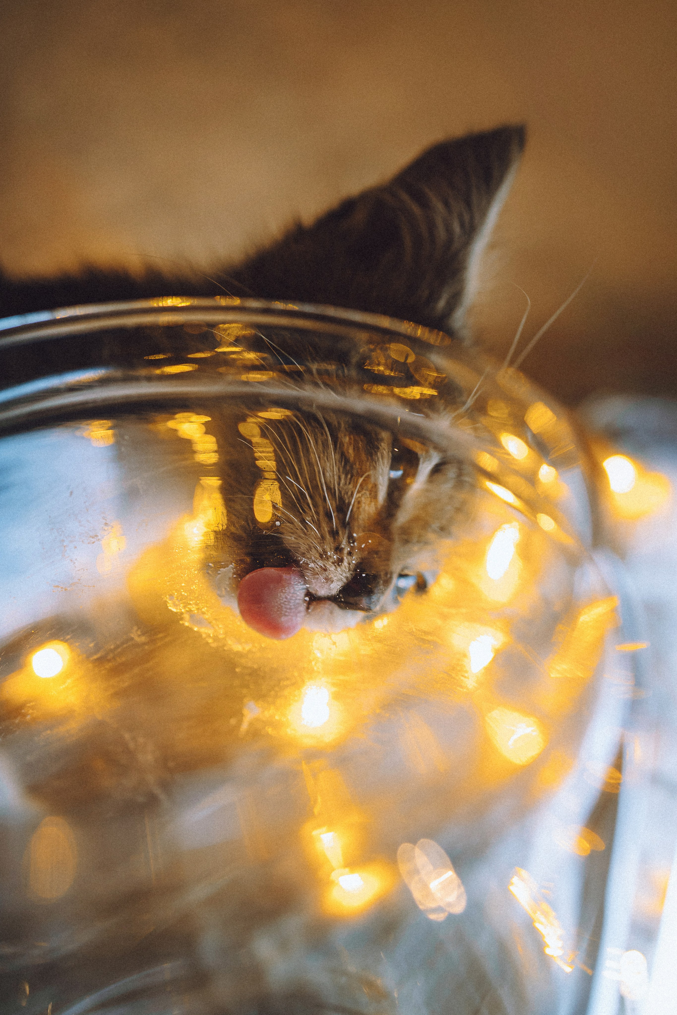 Более 30 идей для фотосессии с котенком