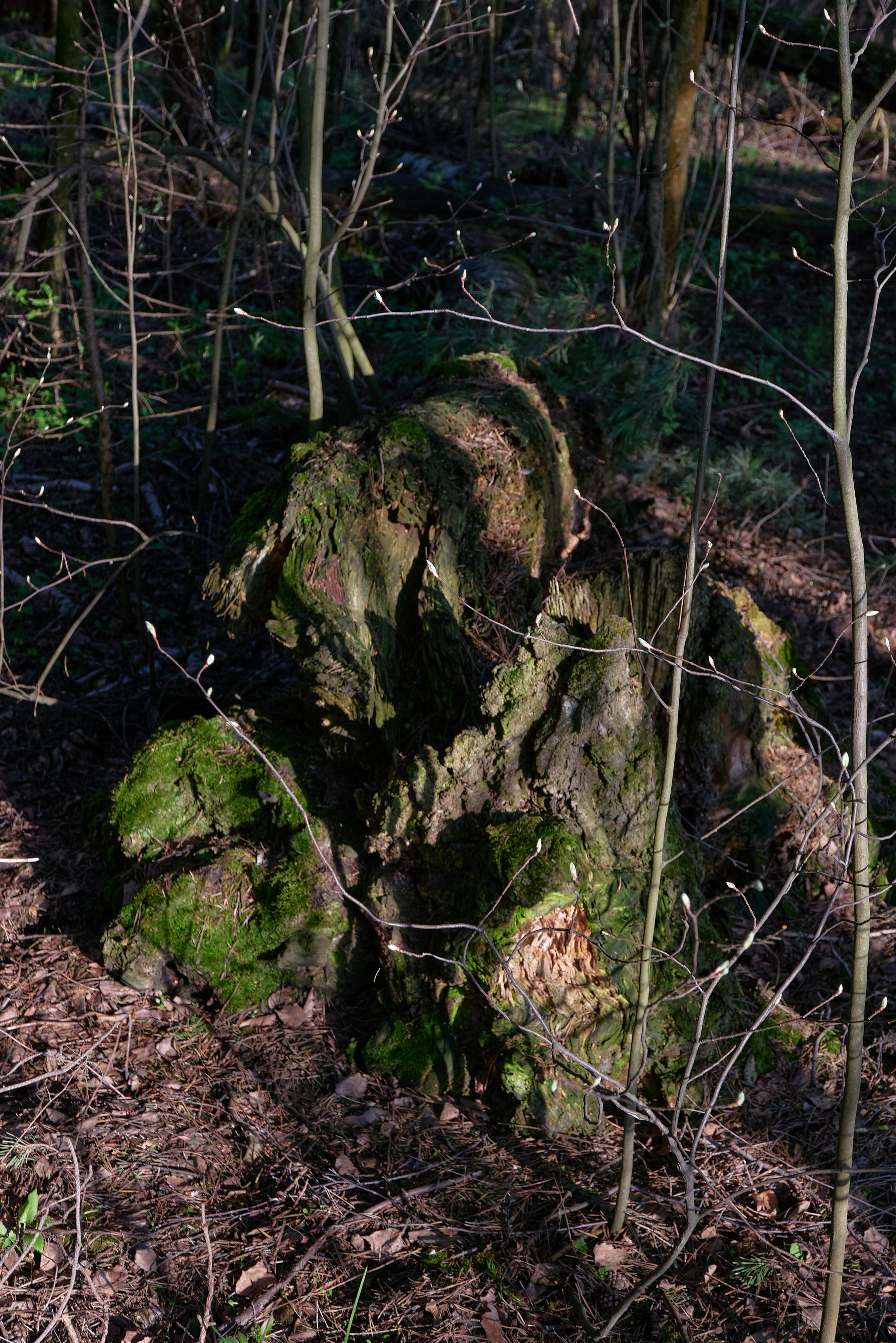 HEYDAY. Daria Blinova