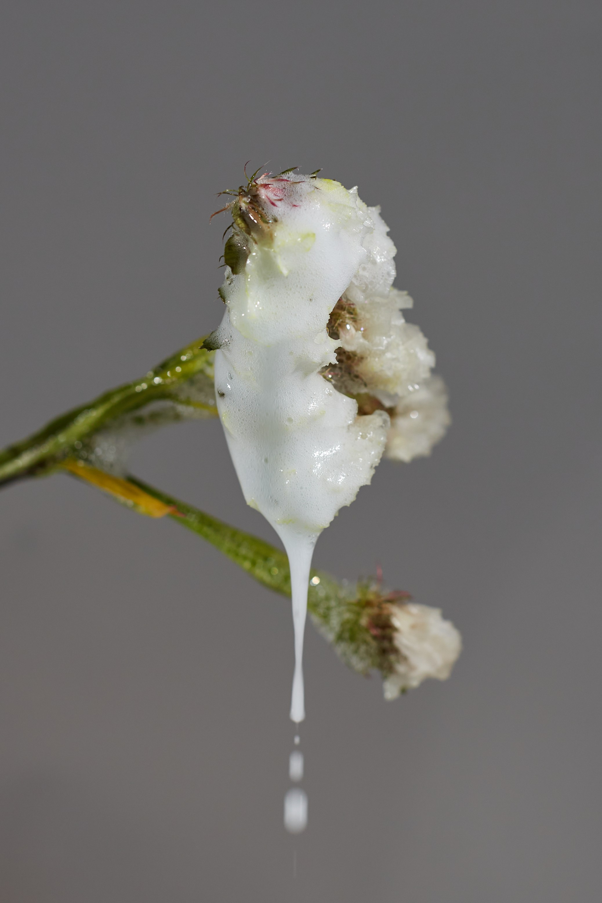 HEYDAY. Daria Blinova