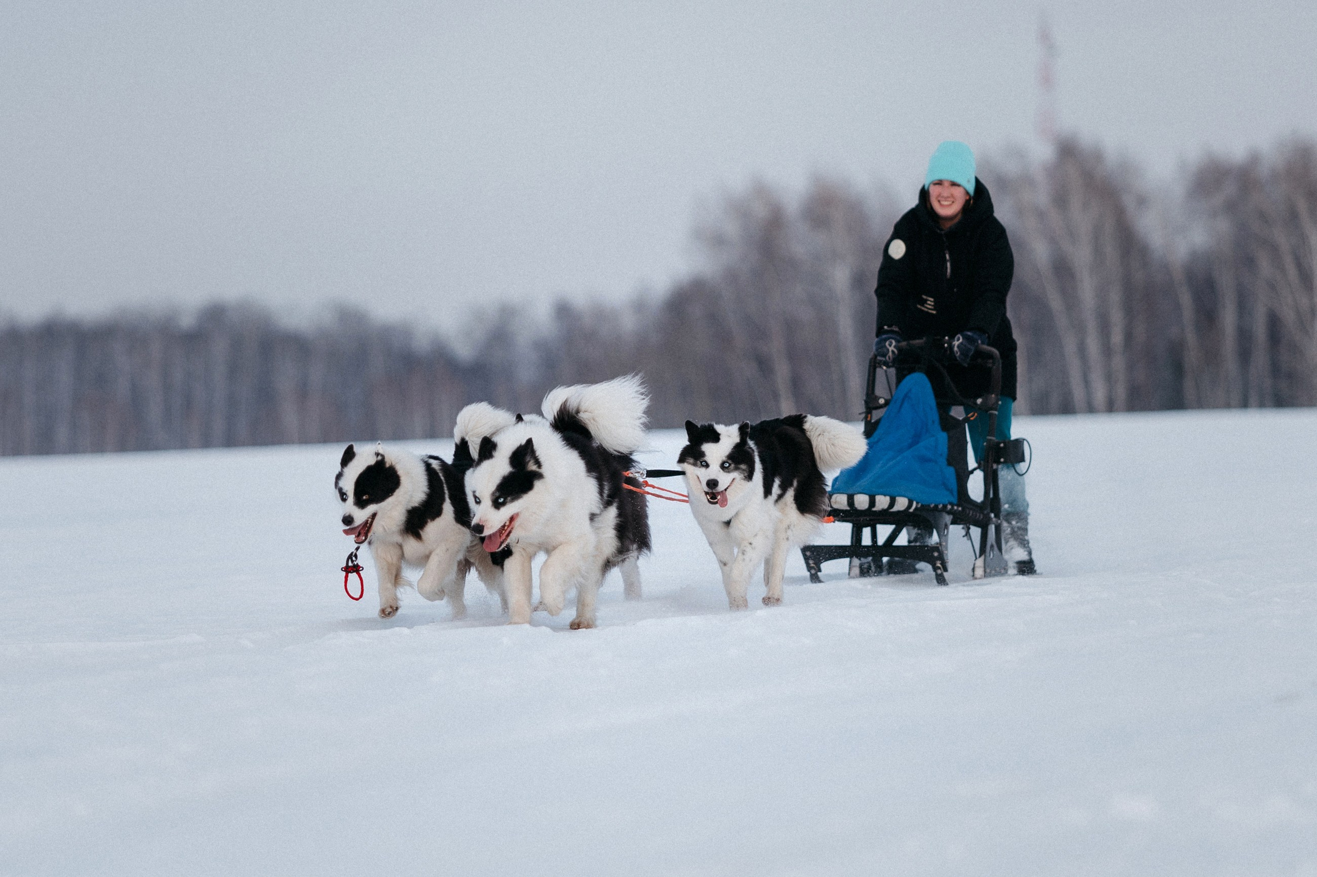 Питомник Грааль Гардарика