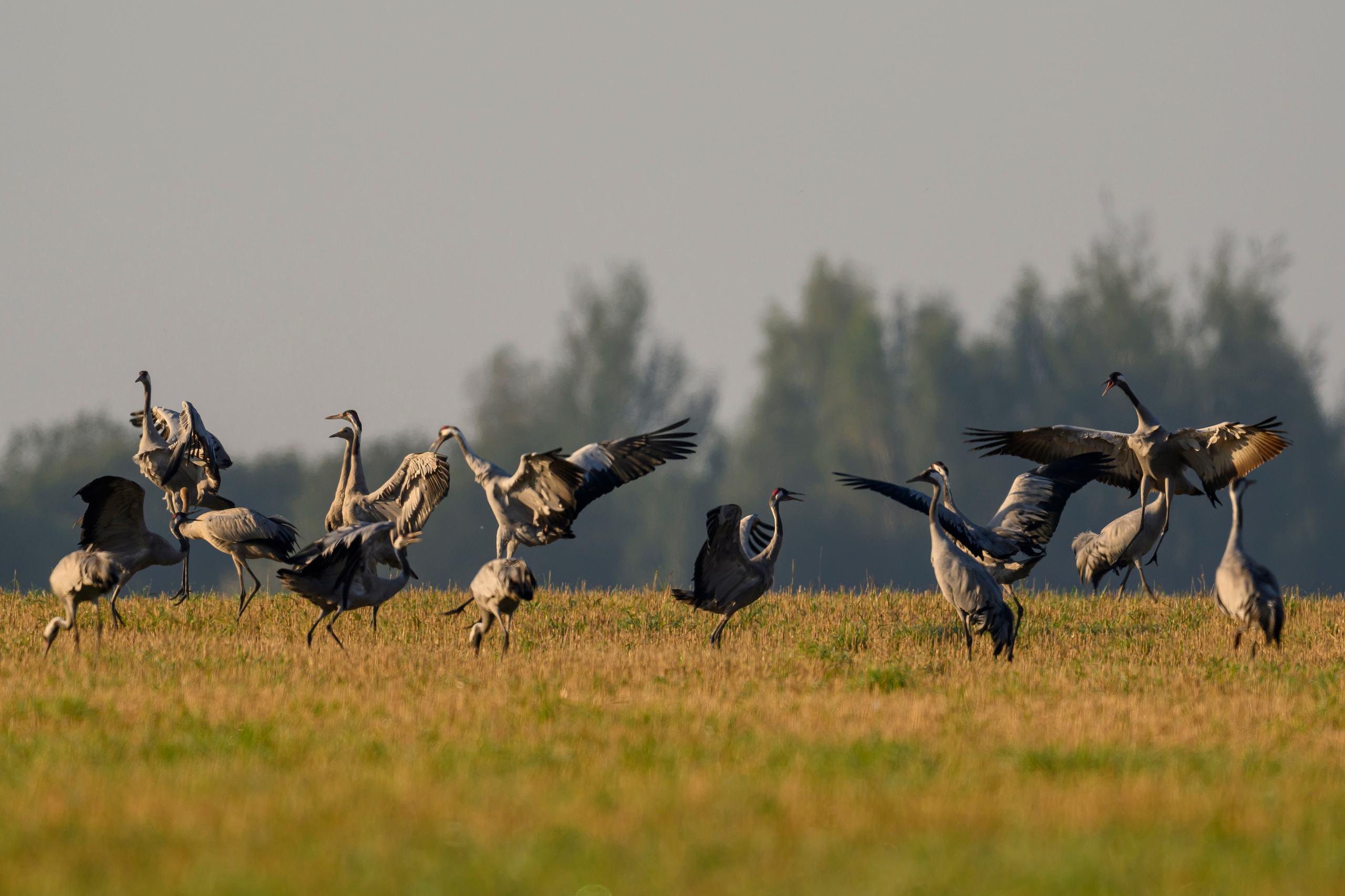 Танцы журавлей. Dances of the Cranes. Фотограф Сергей Пупонин