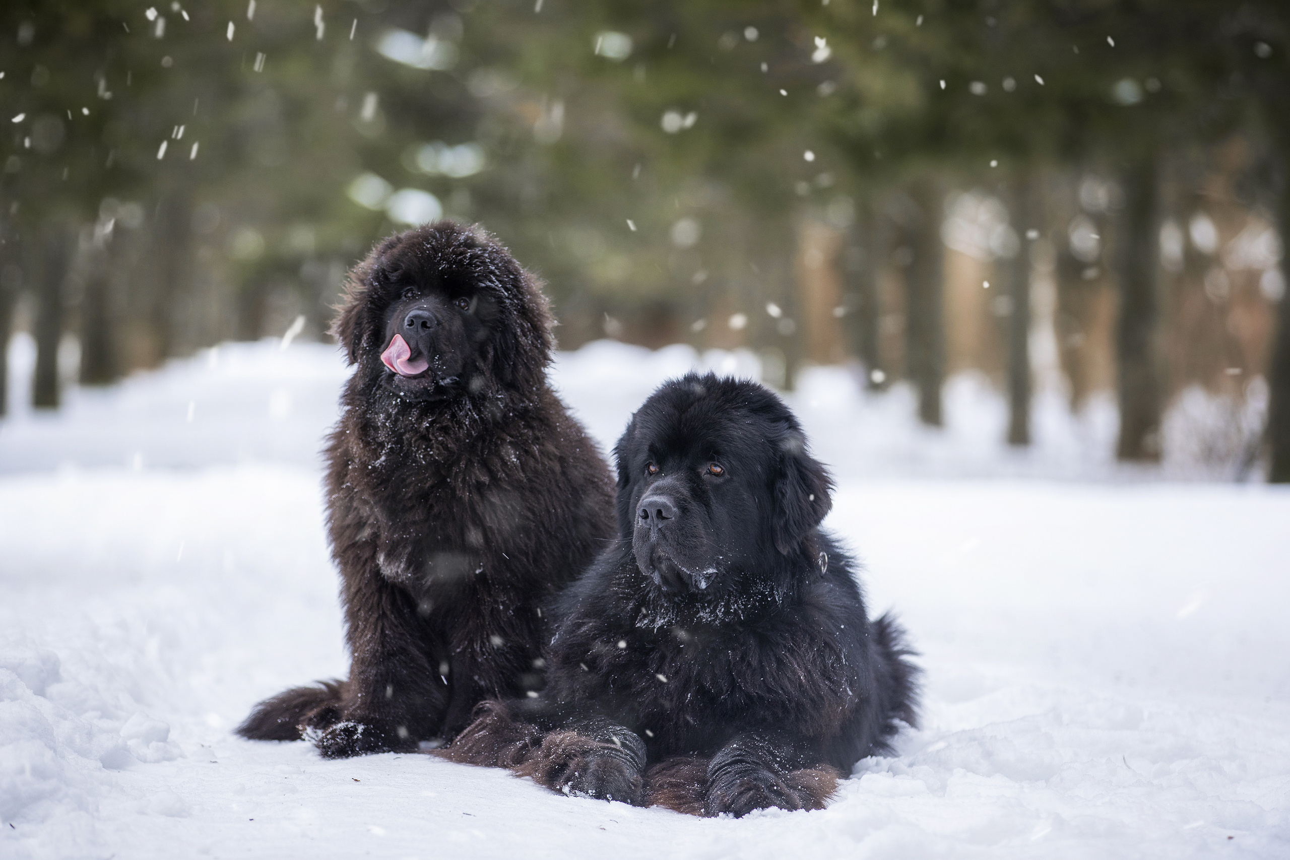 Фотограф Алена Звездина