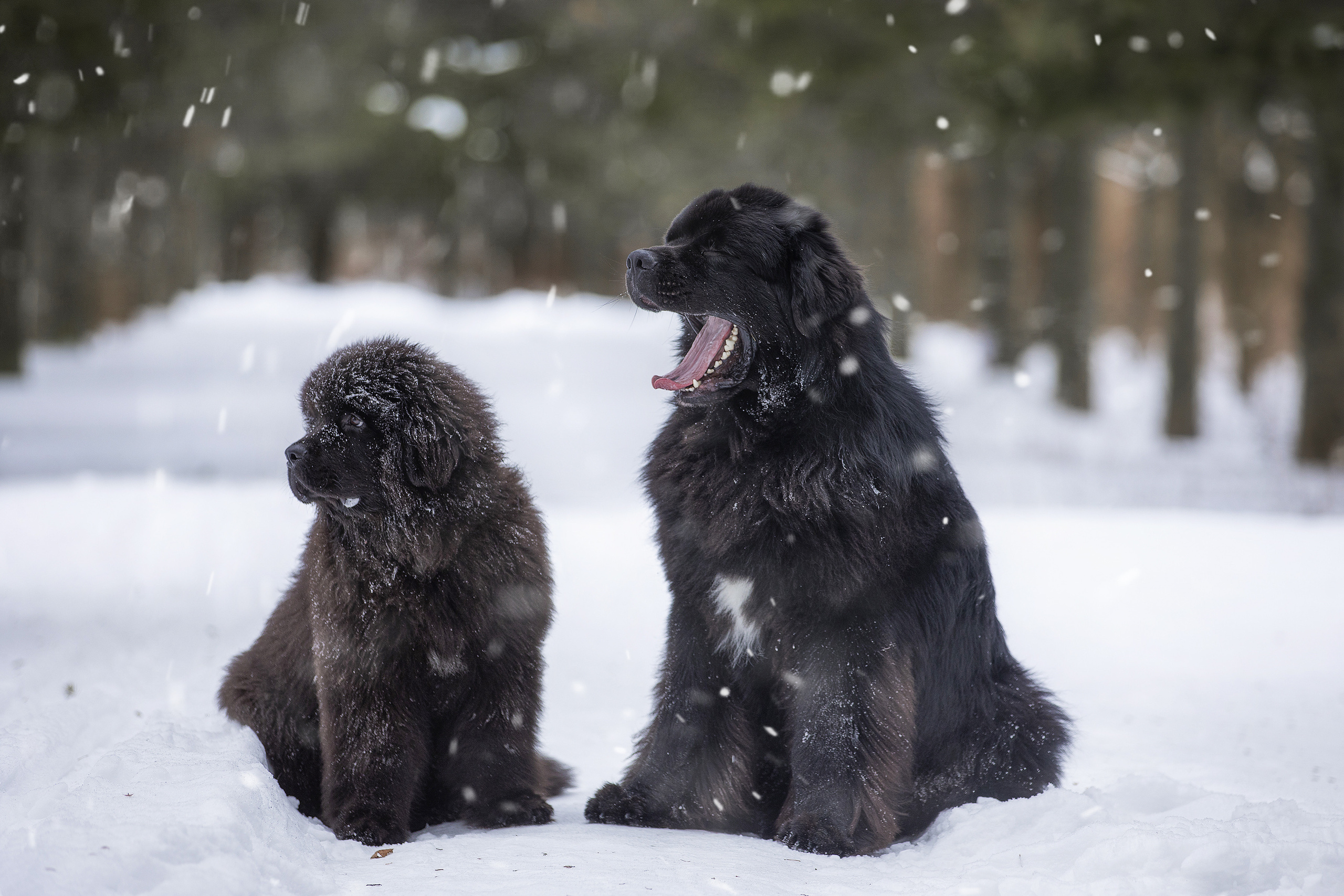 Фотограф Алена Звездина