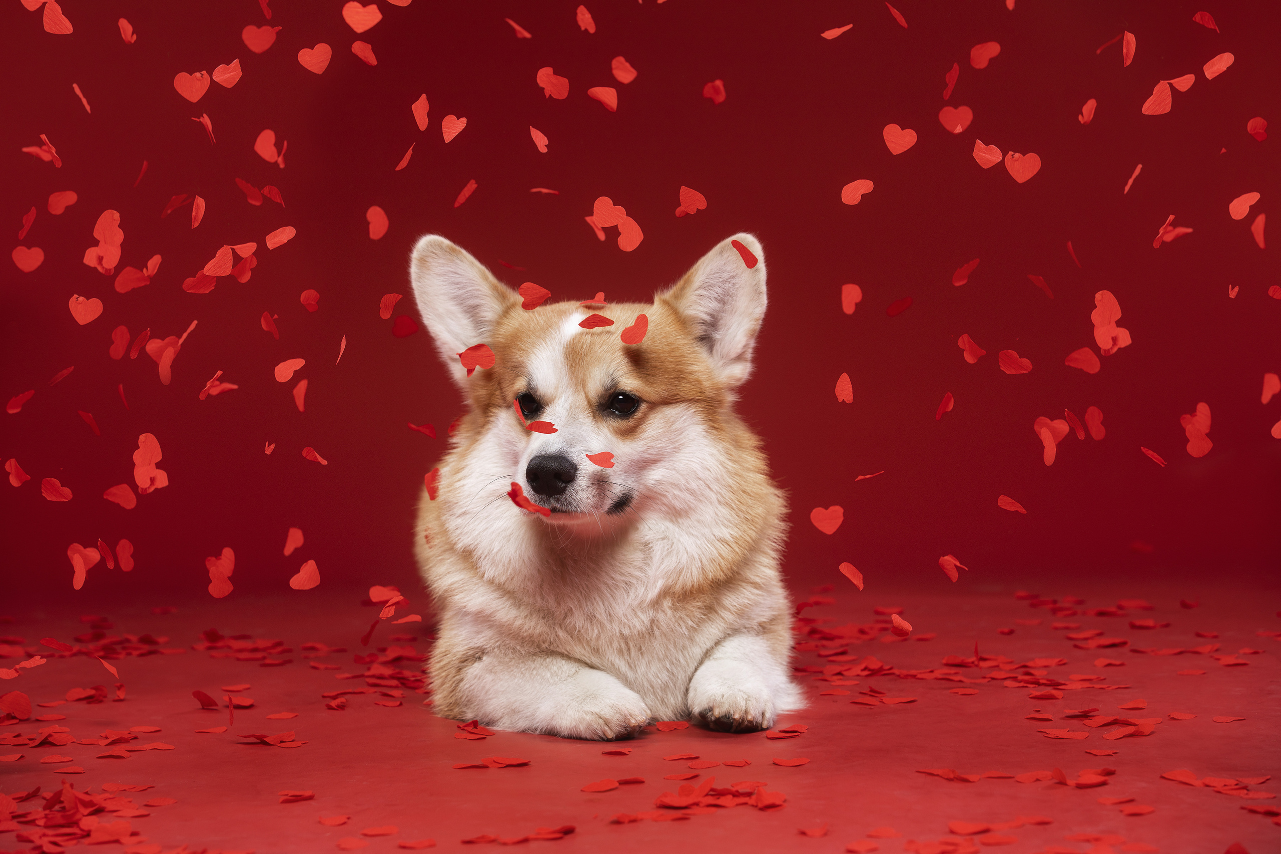 Фотограф Алена Звездина