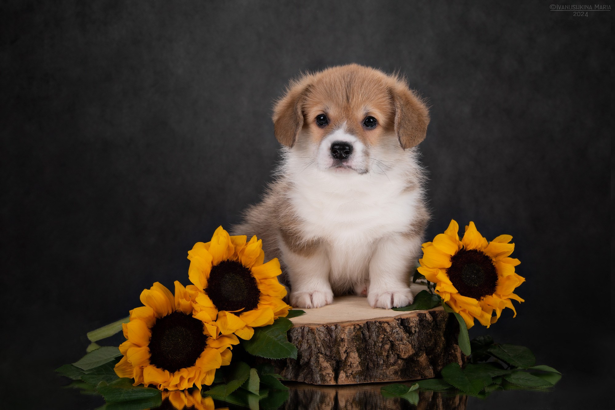 Фотосессия щенков на фонах. Фотограф собак в Москве и Московской области Иванушкина Мария