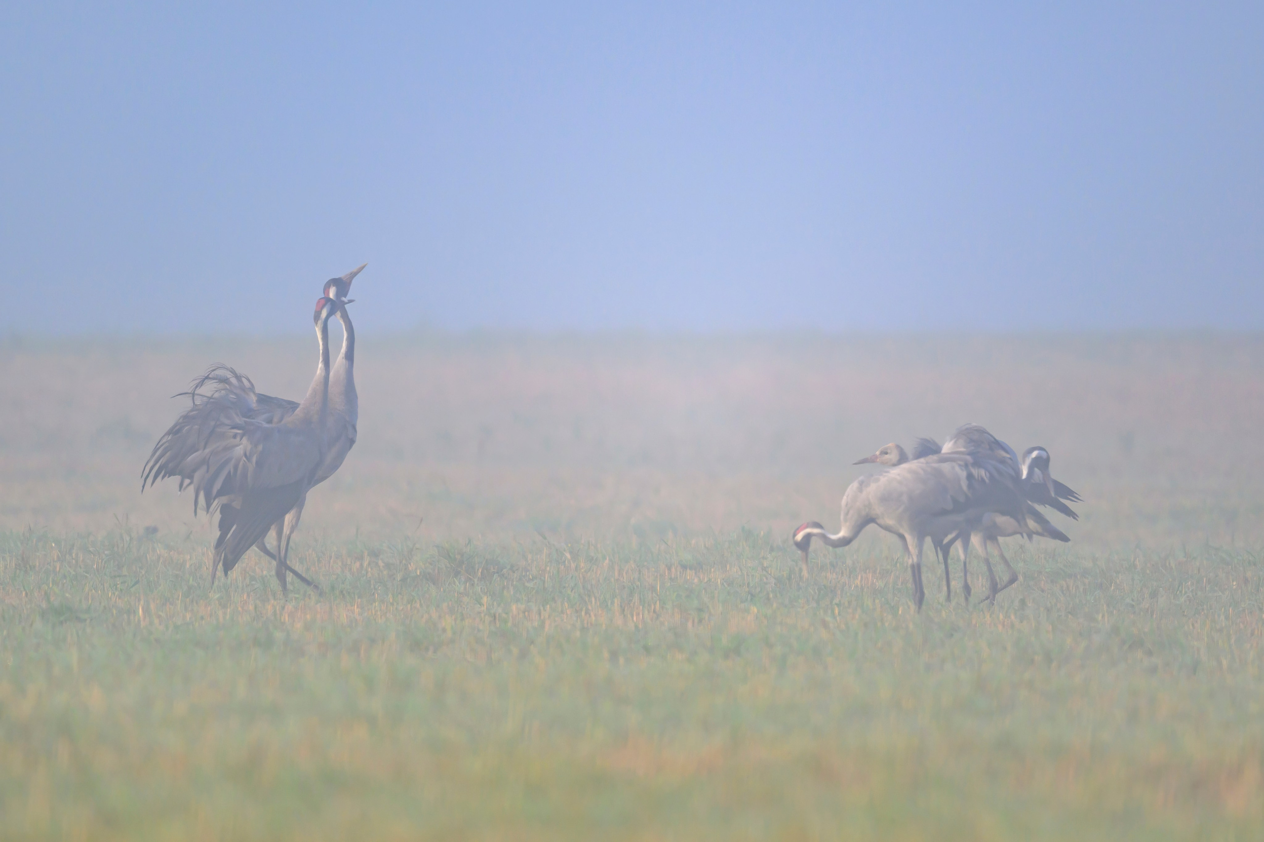 Журавли II. Cranes II. Wildlife photography by Sergey Puponin