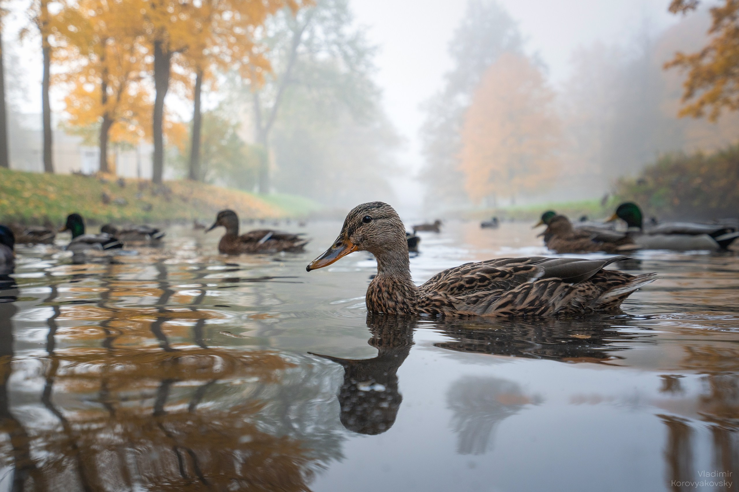 Животные. Фотограф Владимир Коровяковский