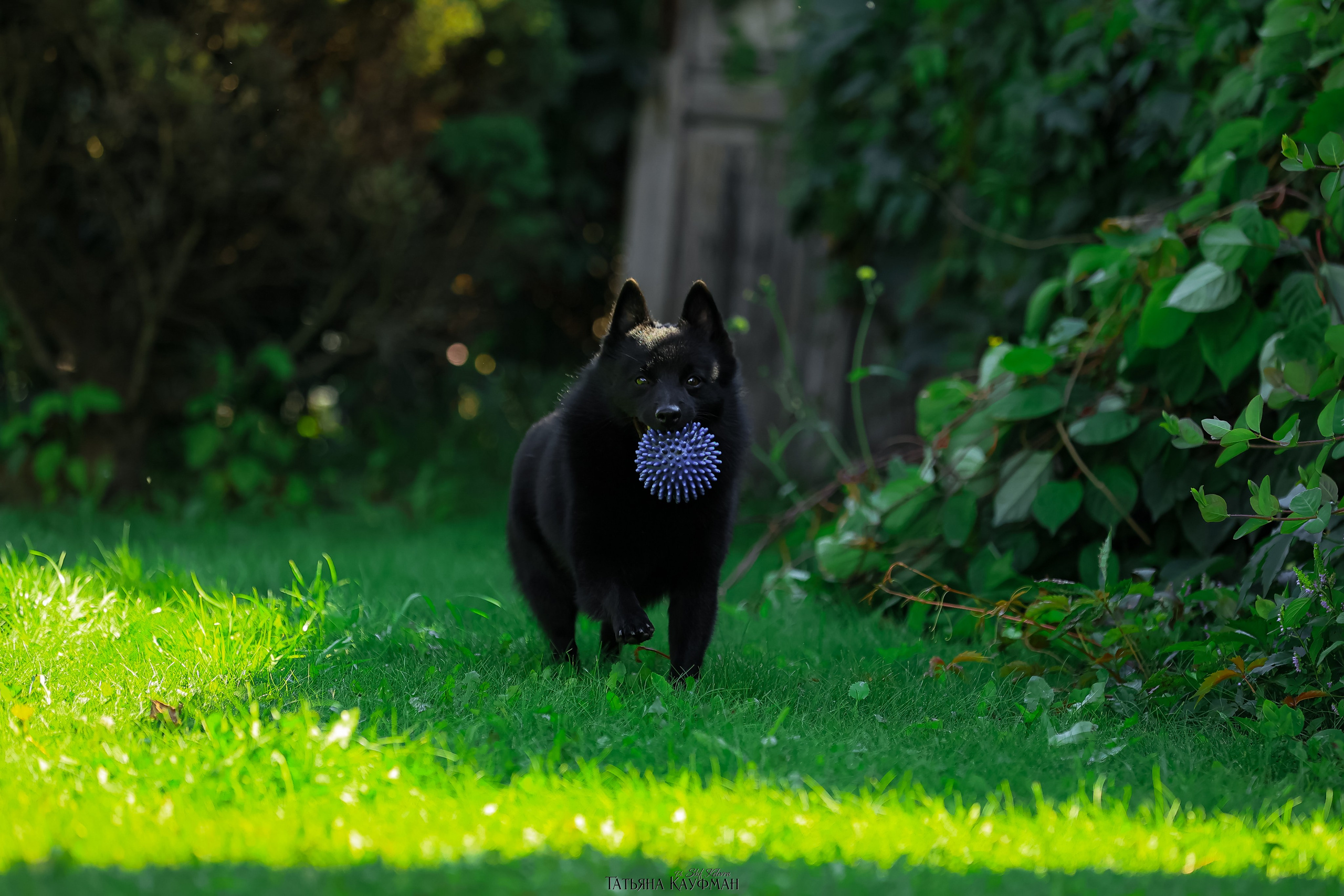 Шипперке, схипперке, красивая собака, фотограф анималист, фотокурс Анималистика, научиться фотографировать собак, фотограф Новосибирск