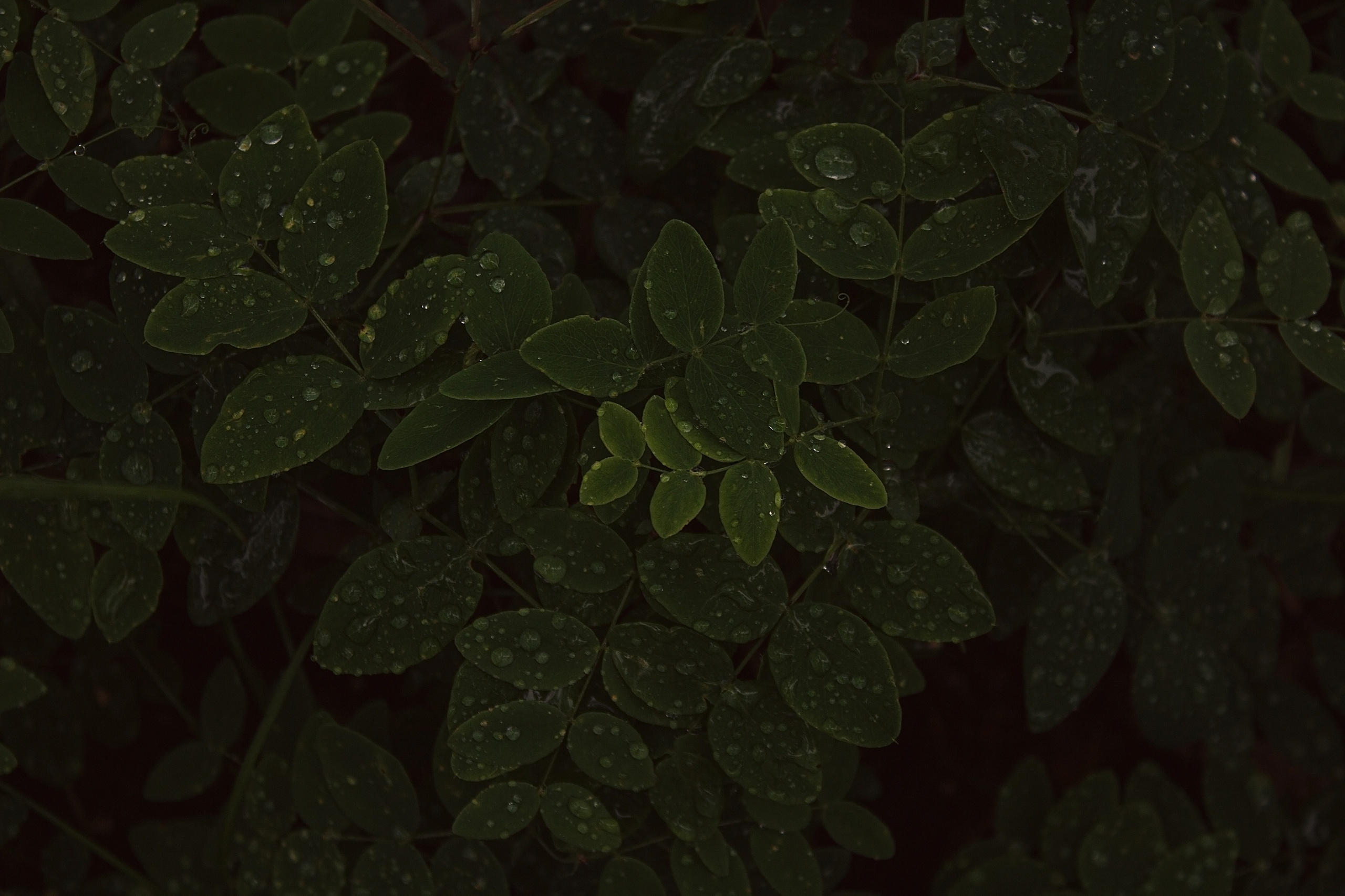 Блог. Фотограф Суботица и Нови Сад