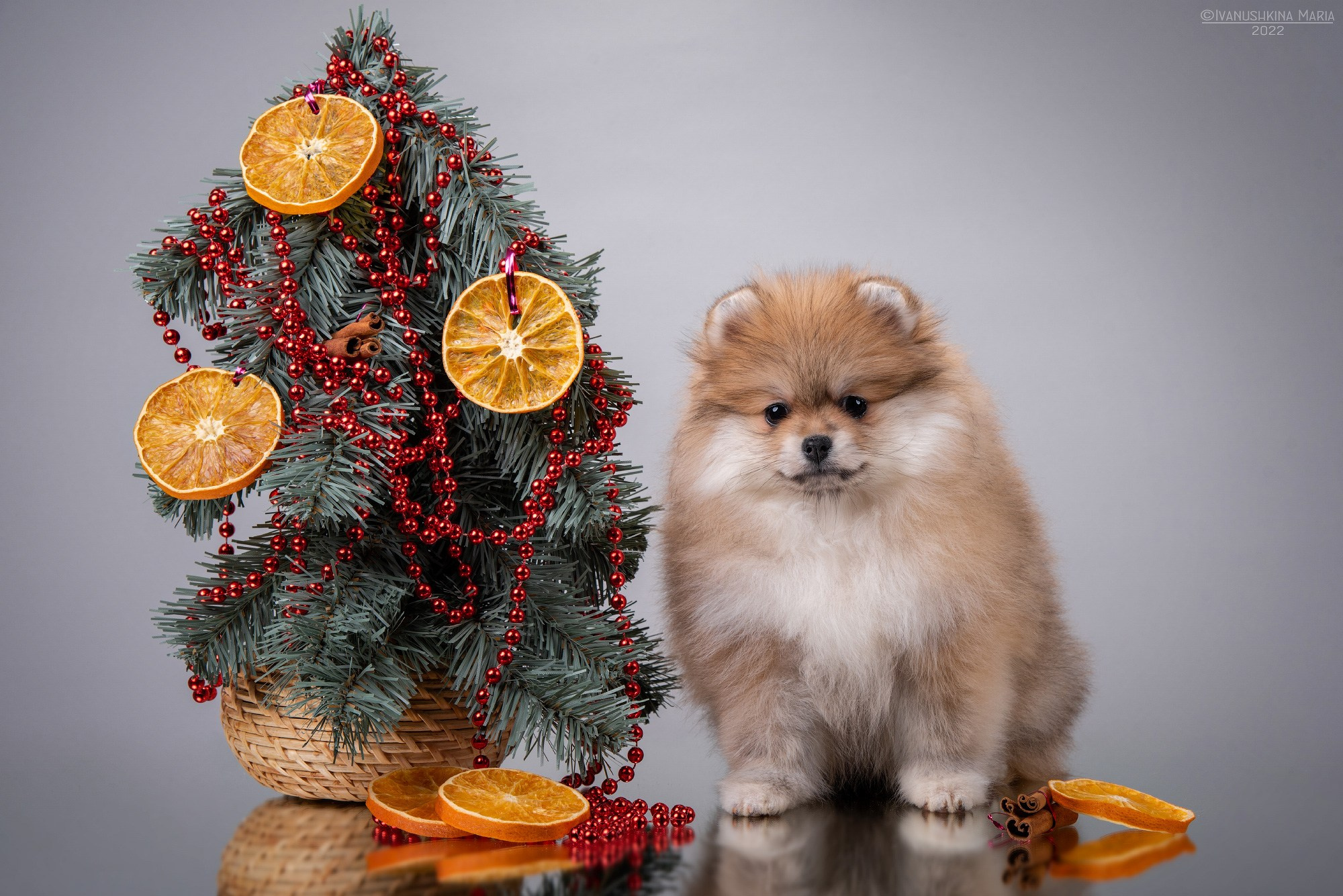 новогодня фотосессия шпица