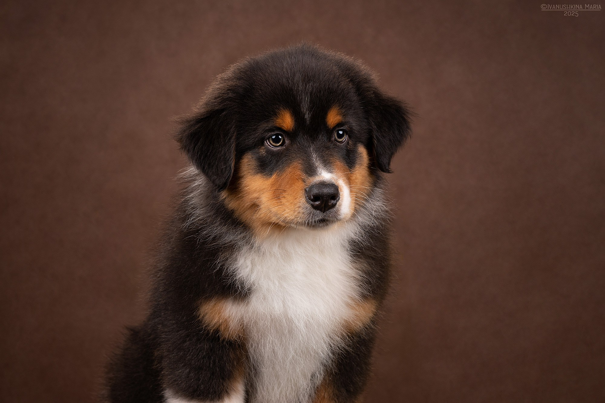 Фотосессия щенков на фонах. Фотограф собак в Москве и Московской области Иванушкина Мария