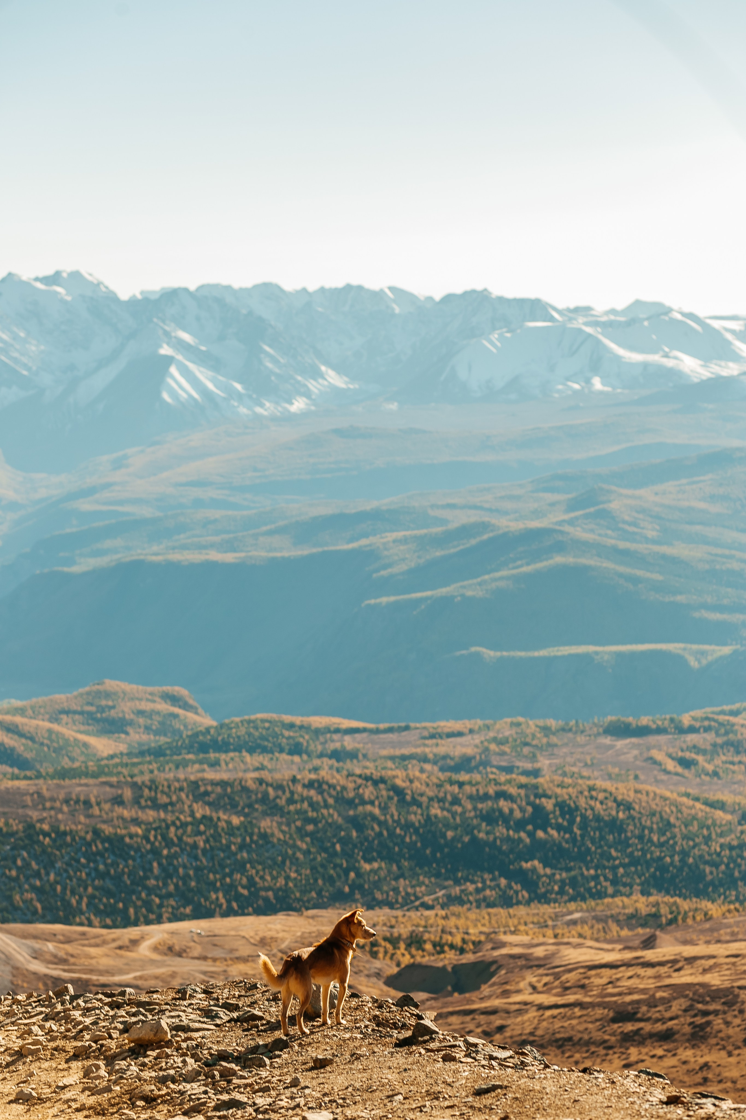 Animal. Фотограф Краснодар Марго Хелбен