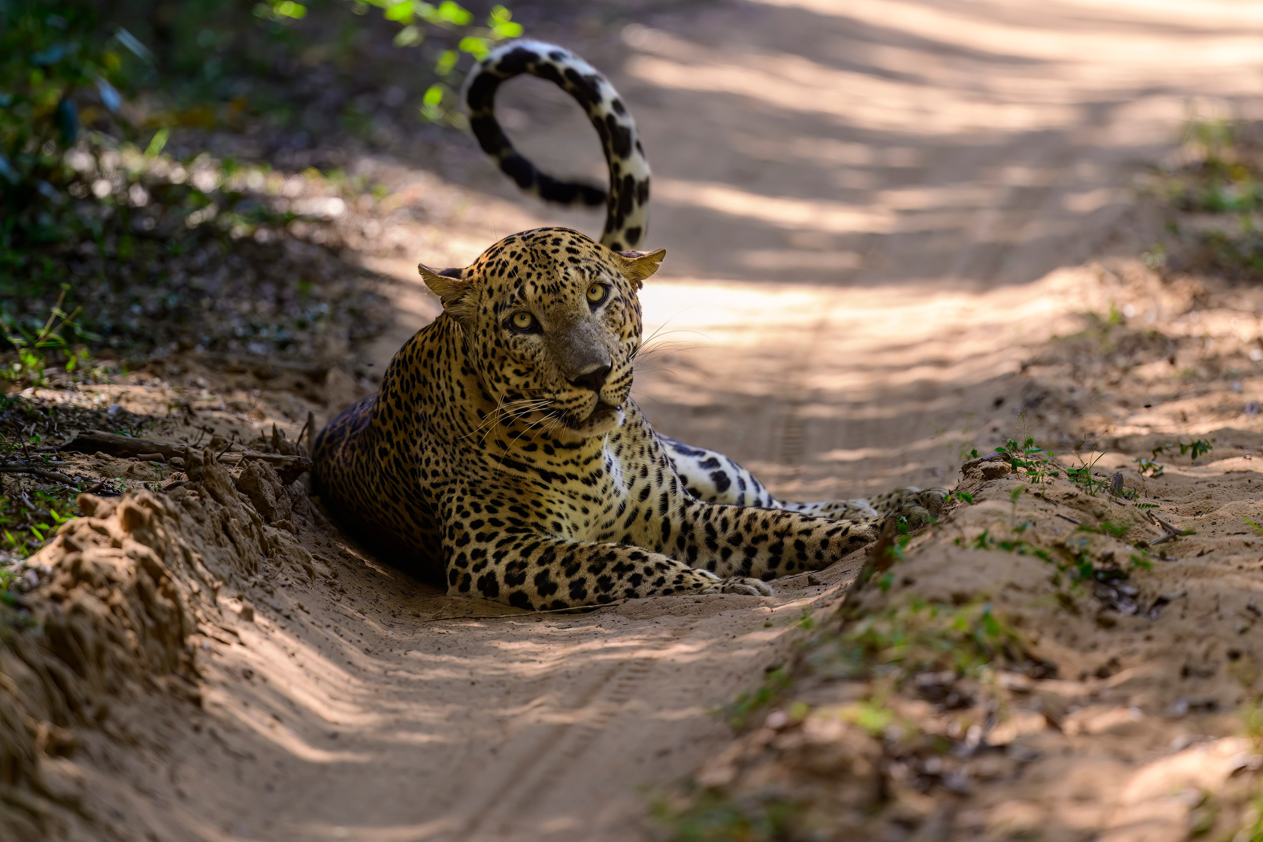 Большие кошки | Big cats. Фотограф Сергей Пупонин