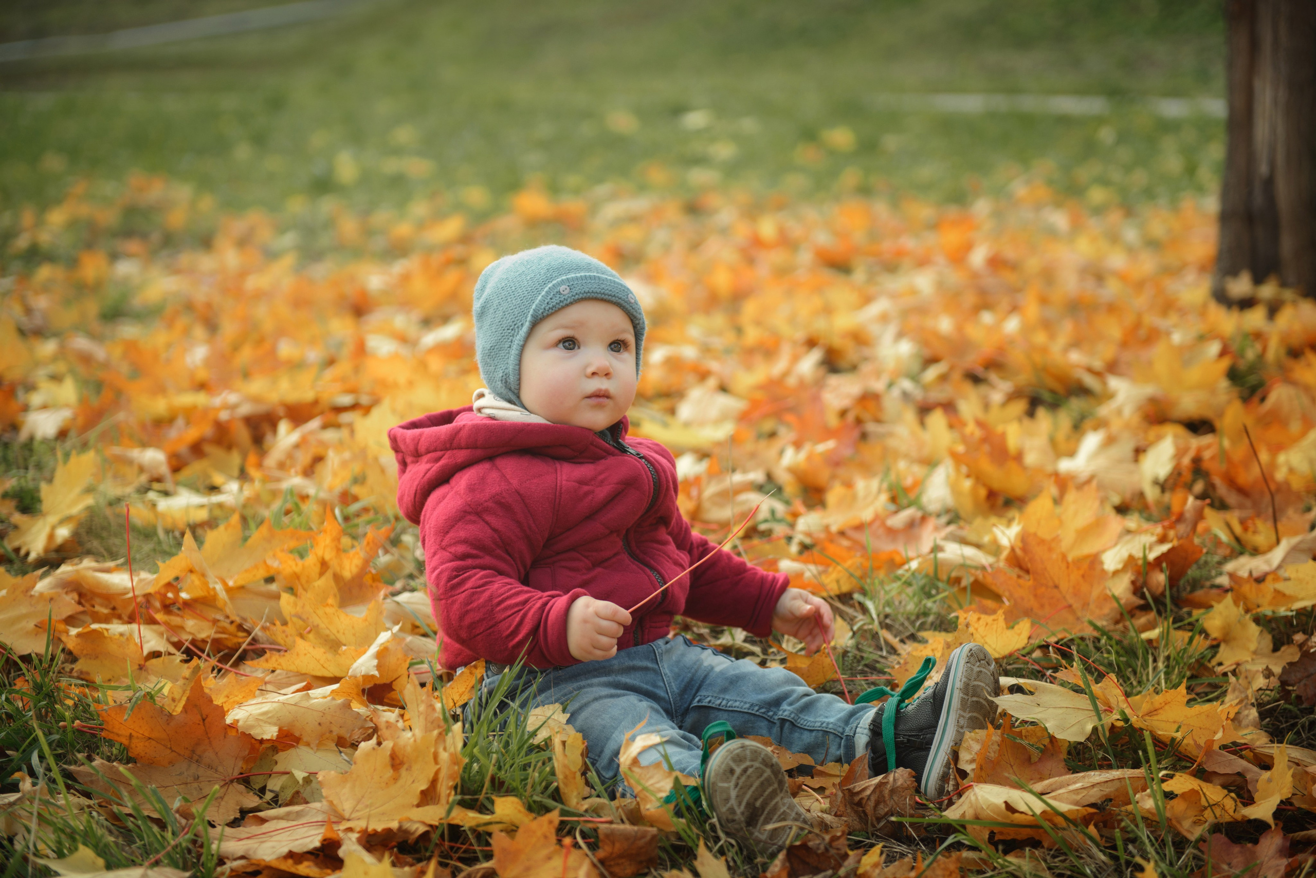 Photo shoot of a little child in autumn. Photos with yellow leaves
