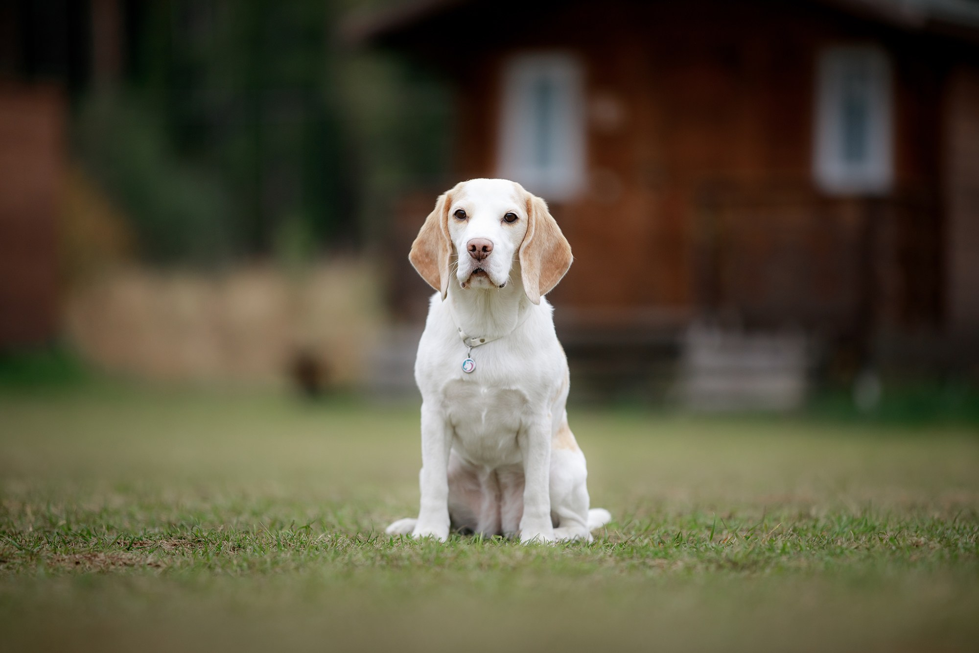 Фотограф-анималист Mary Mart — Москва, Питер
