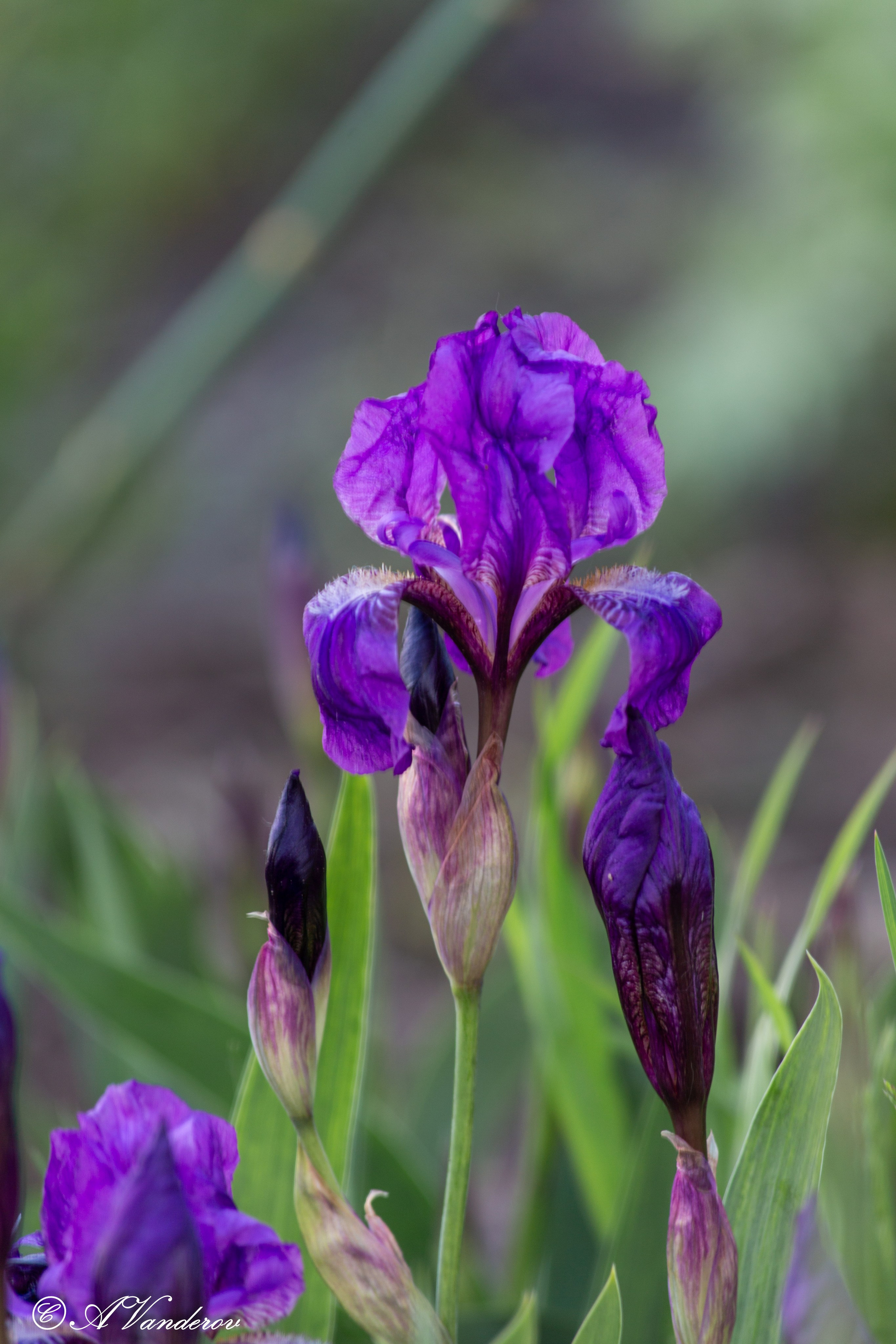 Прогулка 22.05.2024. Фотограф Омск | Александр Вандеров