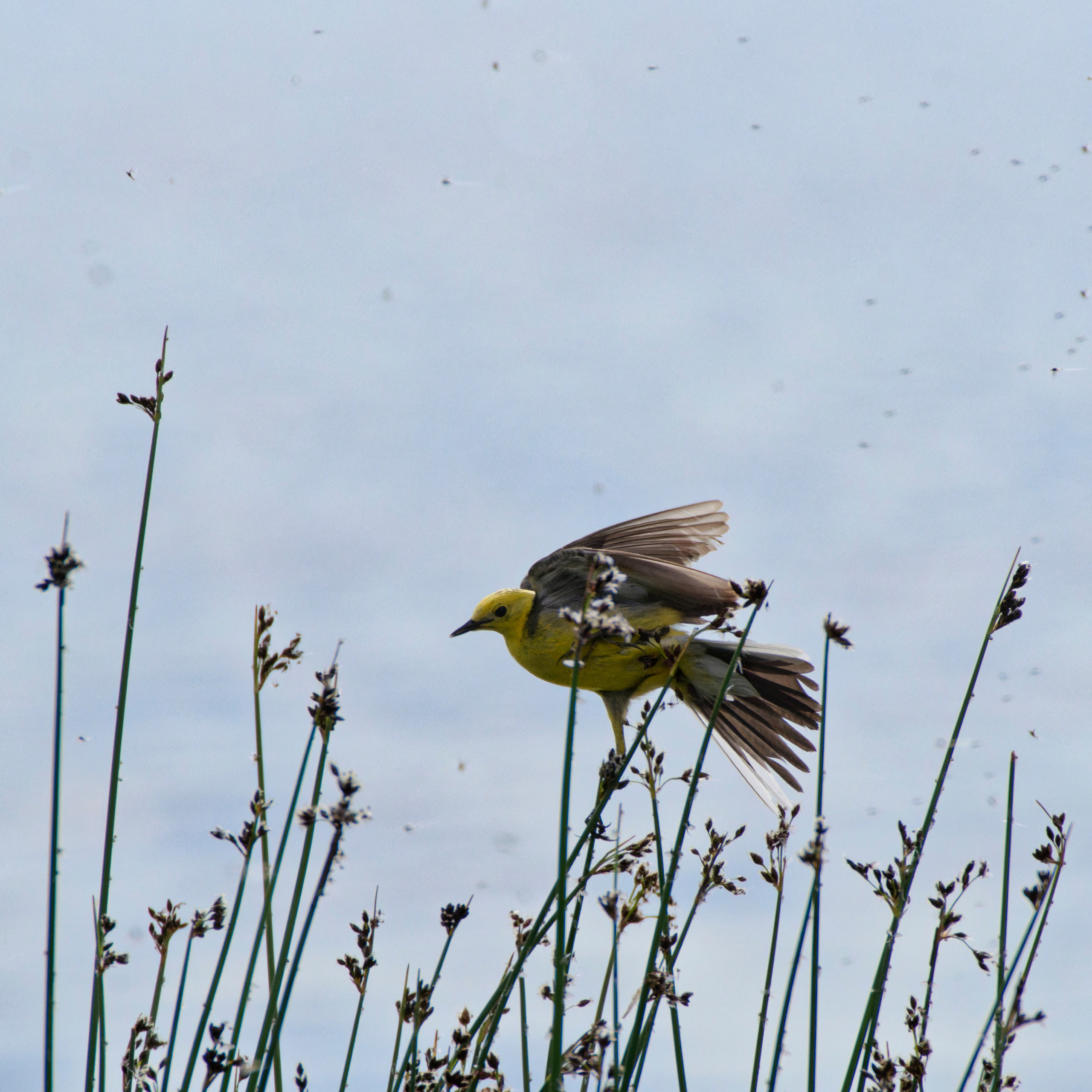 Экспедиция в Монголию (котловина больших озер). Семоха Валерий. Фотограф
