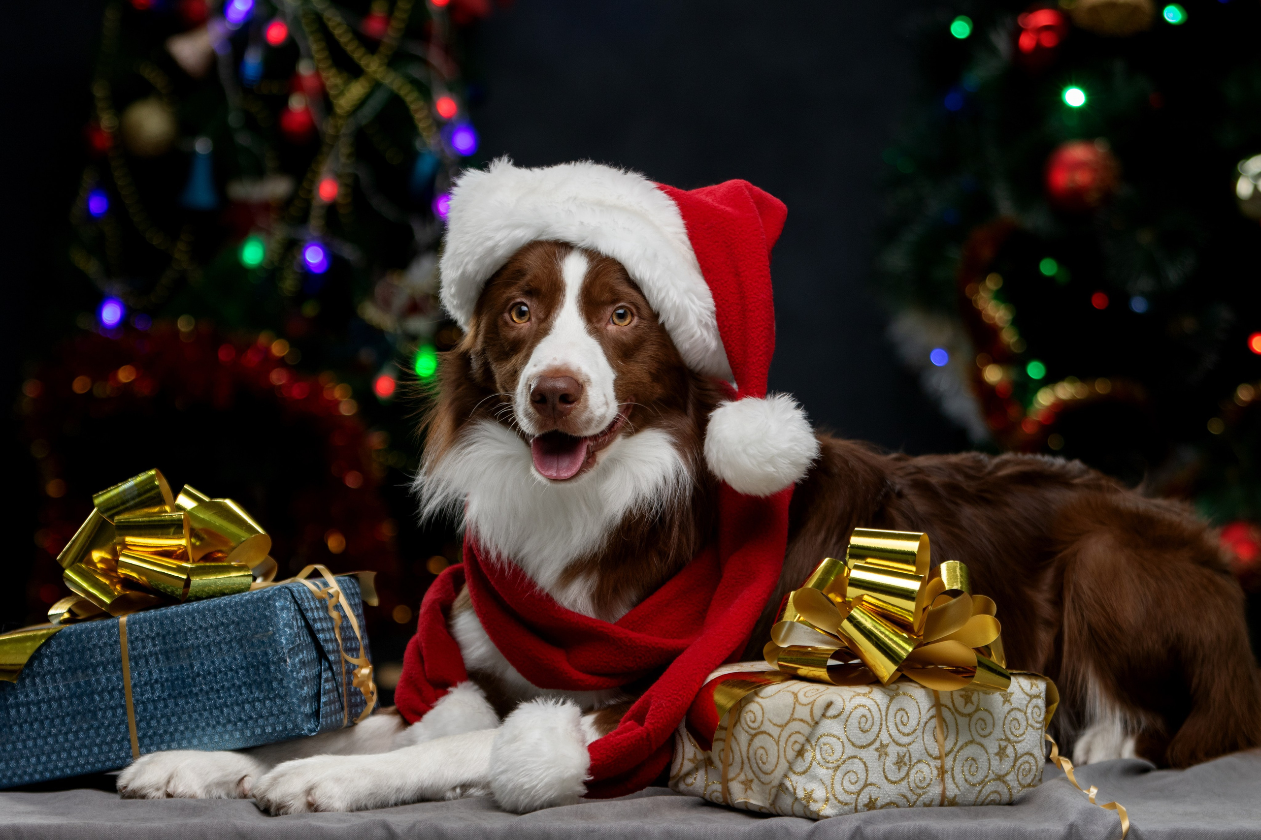 Новогодняя съемка для Илона, Чарли и Джейсона. Фотограф-анималист Юлия Зубкова