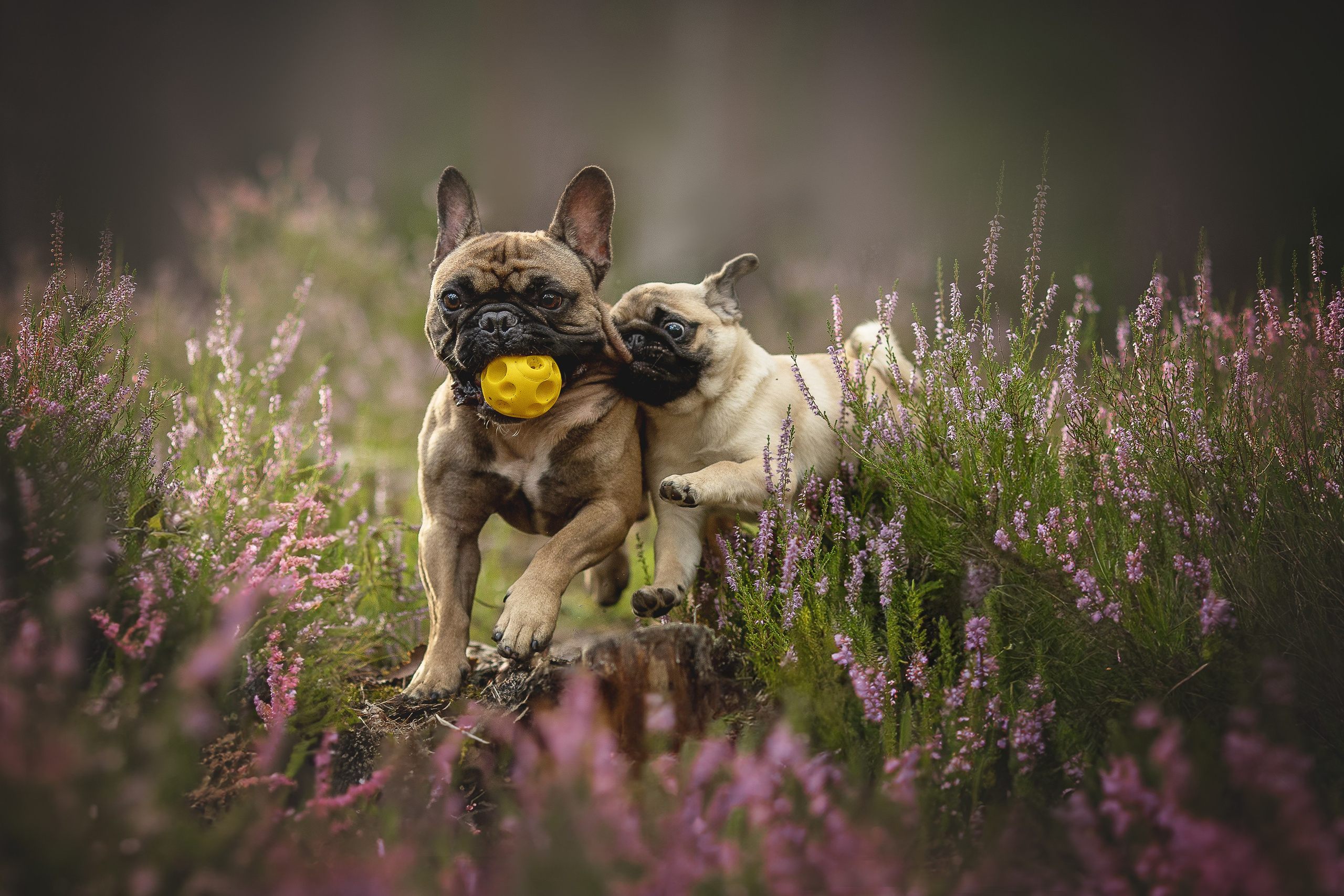 Фотограф-анималист в Москве и Подмосковье