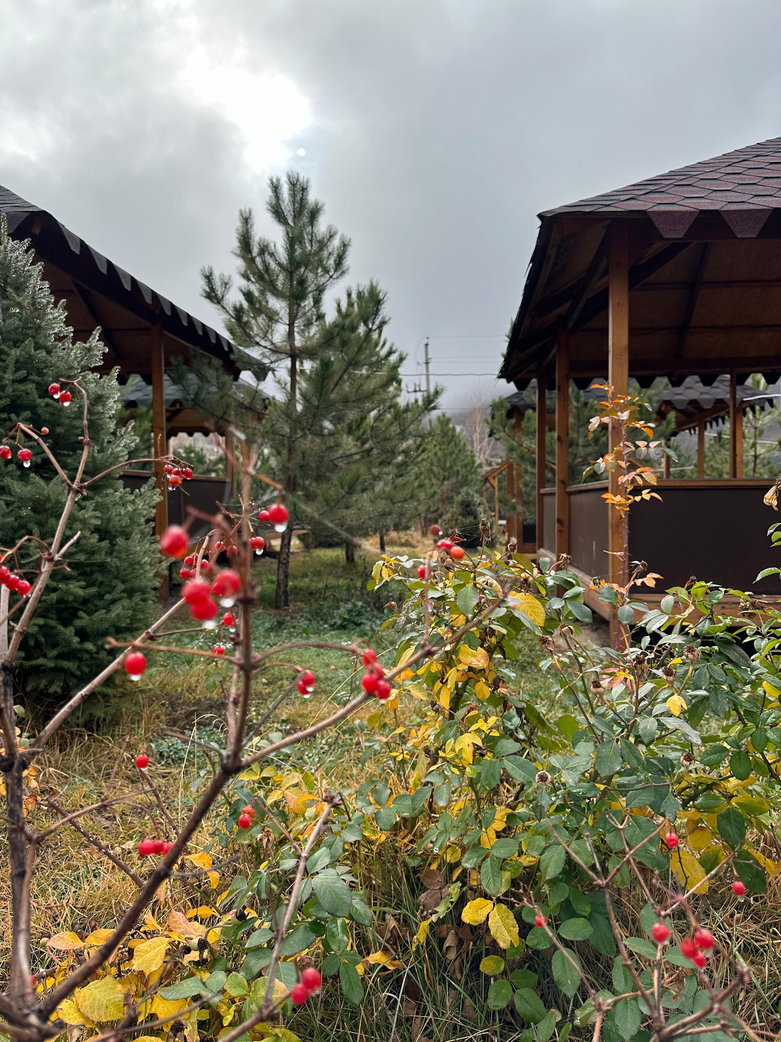 Осенний пейзаж с яркими ягодами на кустах в переднем плане. На заднем плане видны хвойные деревья и деревянные беседки с крышами. Небо затянуто облаками, создавая пасмурную и спокойную атмосферу в районе озера Иссык.