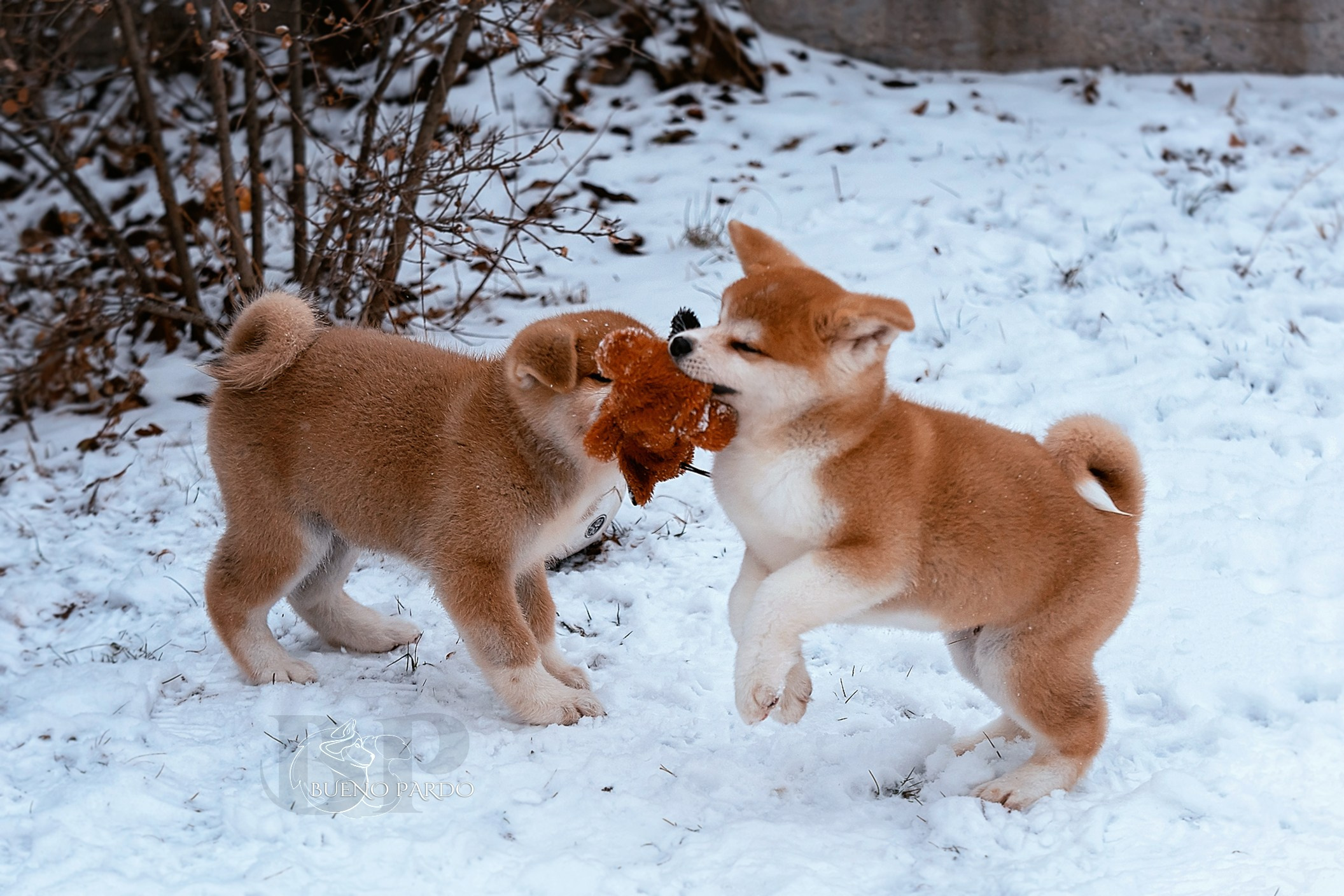 Щенки японской акита ину из питомника. Питомник собак Акита, Хаски, Корги