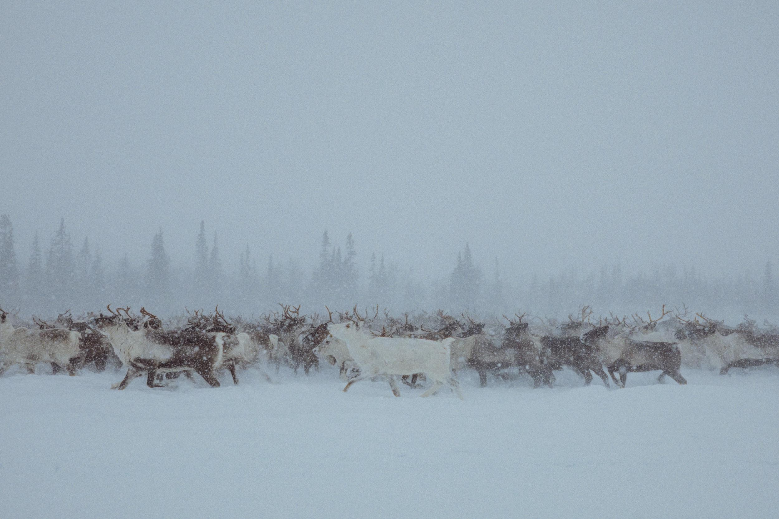 Кораль. Путешествие на север к оленям. TOP. Репортажный фотограф в Сочи — Михаил Мордасов