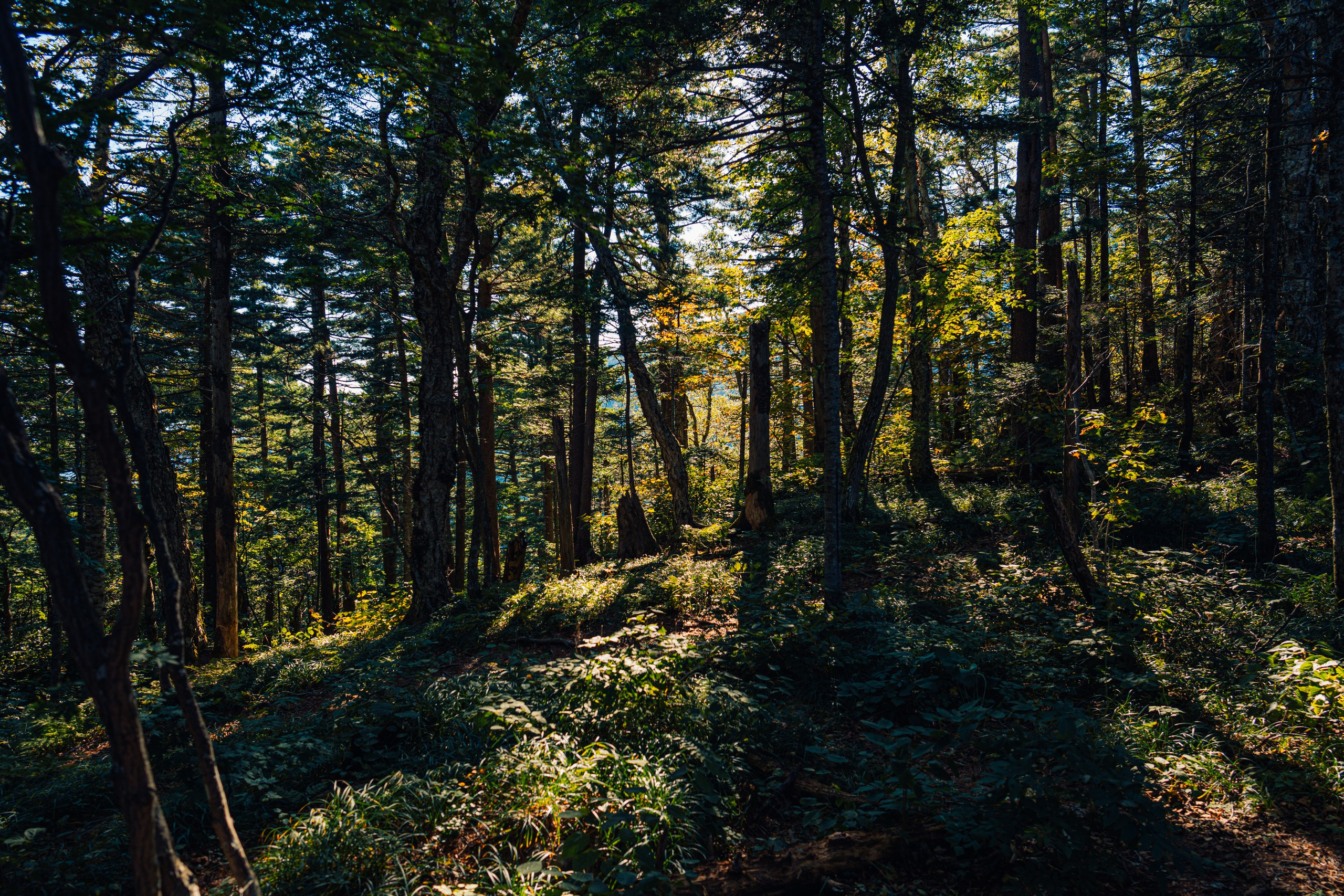 Гора Литовка (Фалаза). Иван Зайцев (IZIART) — создание культурного кода через фото и видео