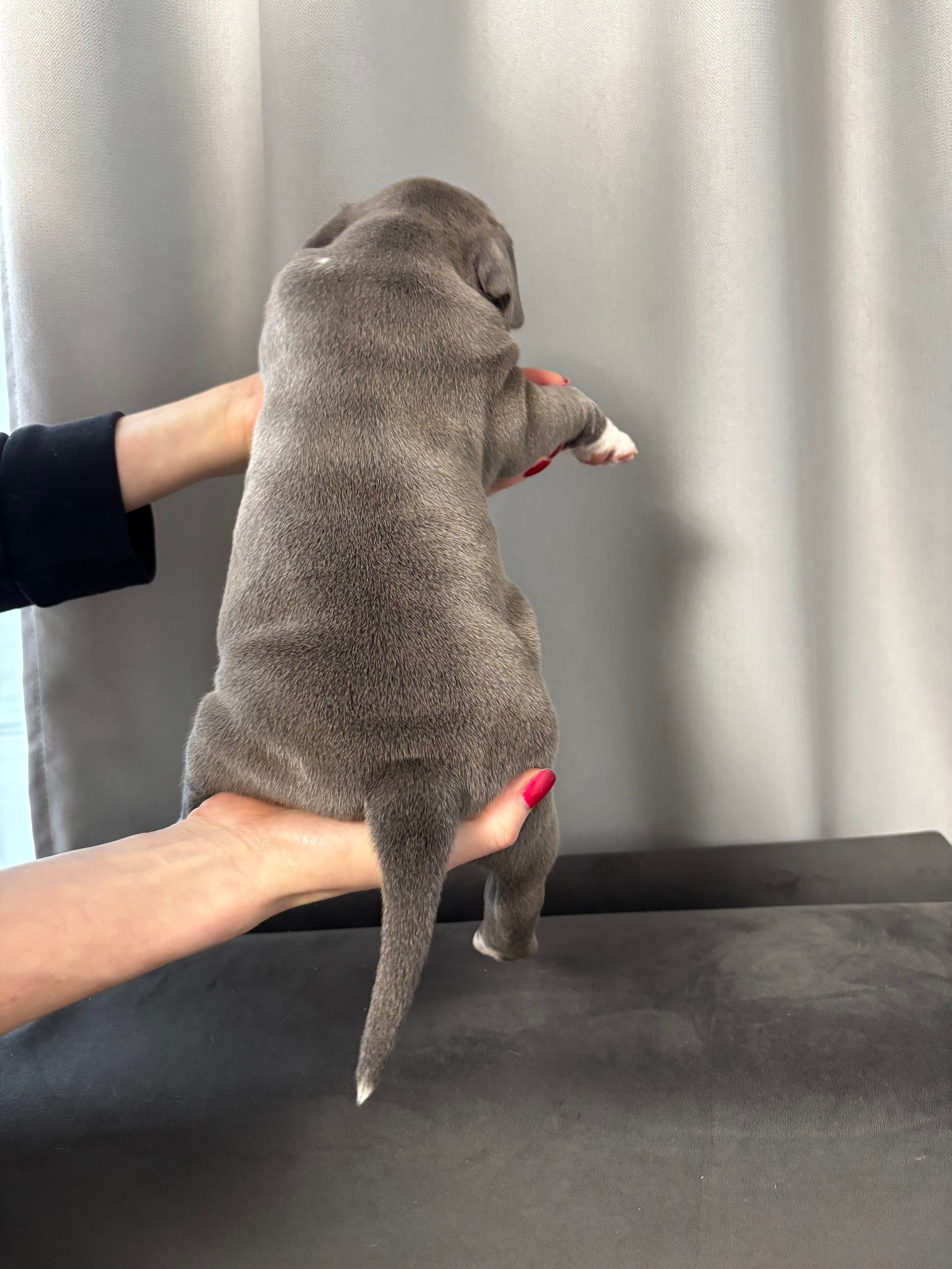 Помет Рич и Дося 04.02.25. Американский Булли в г. Ростов-на-Дону. Питомник THE POWER OF SIBERIA