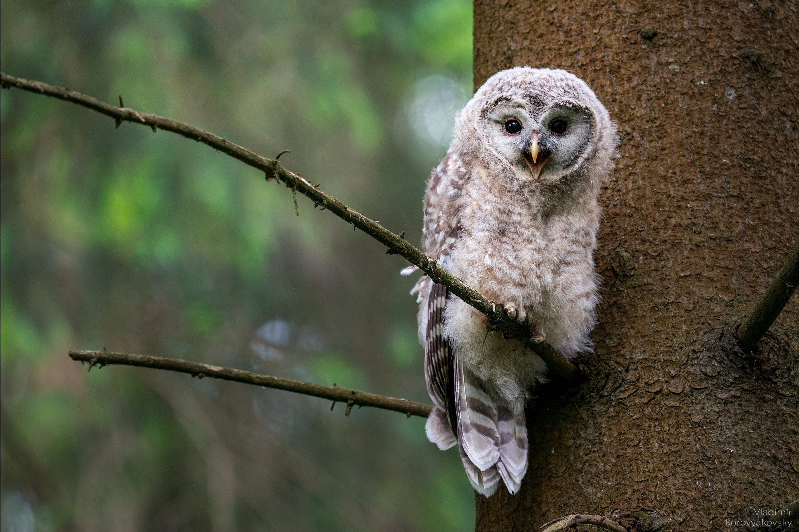 Животные. Фотограф Владимир Коровяковский