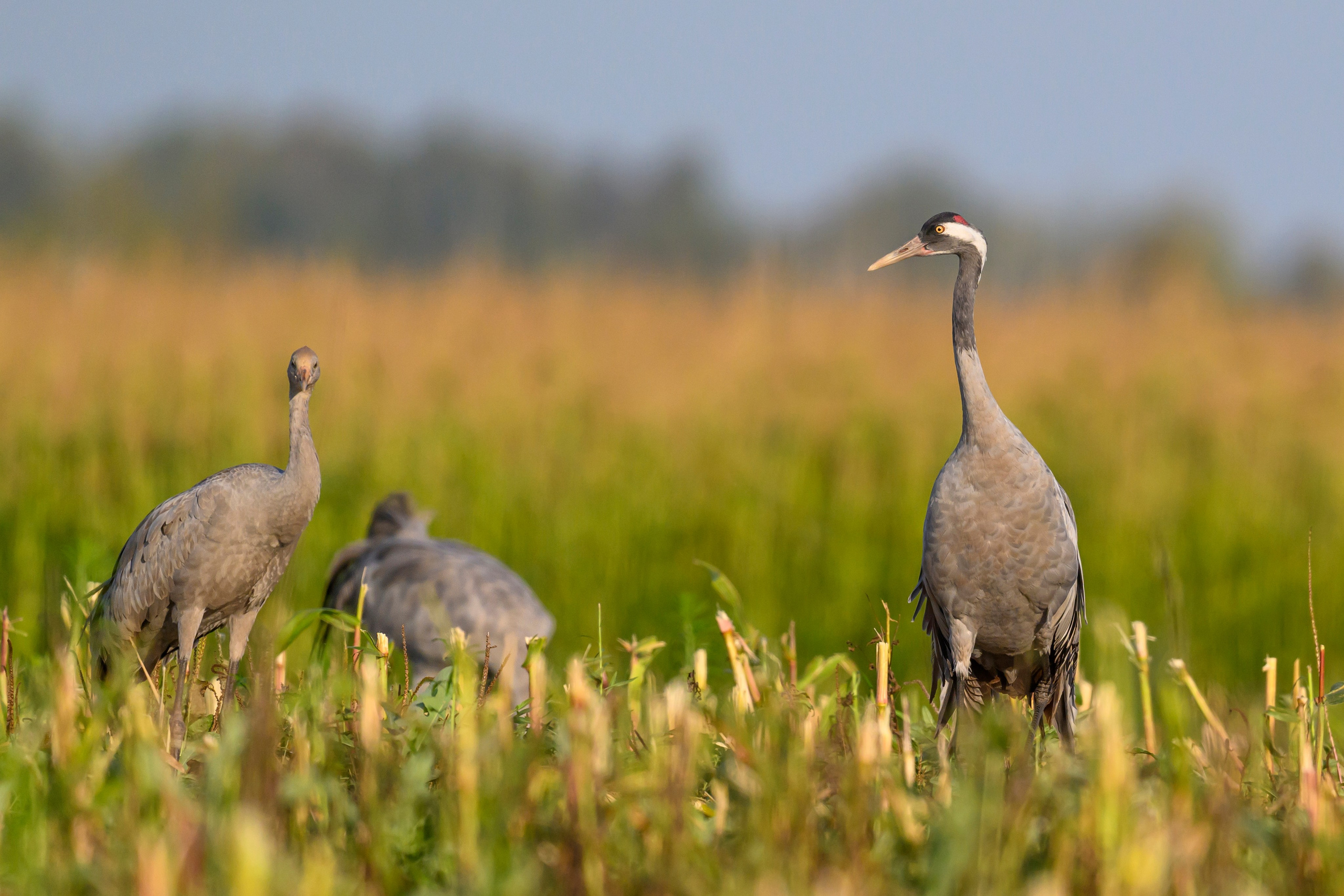 Серый журавль. Фотограф Сергей Пупонин