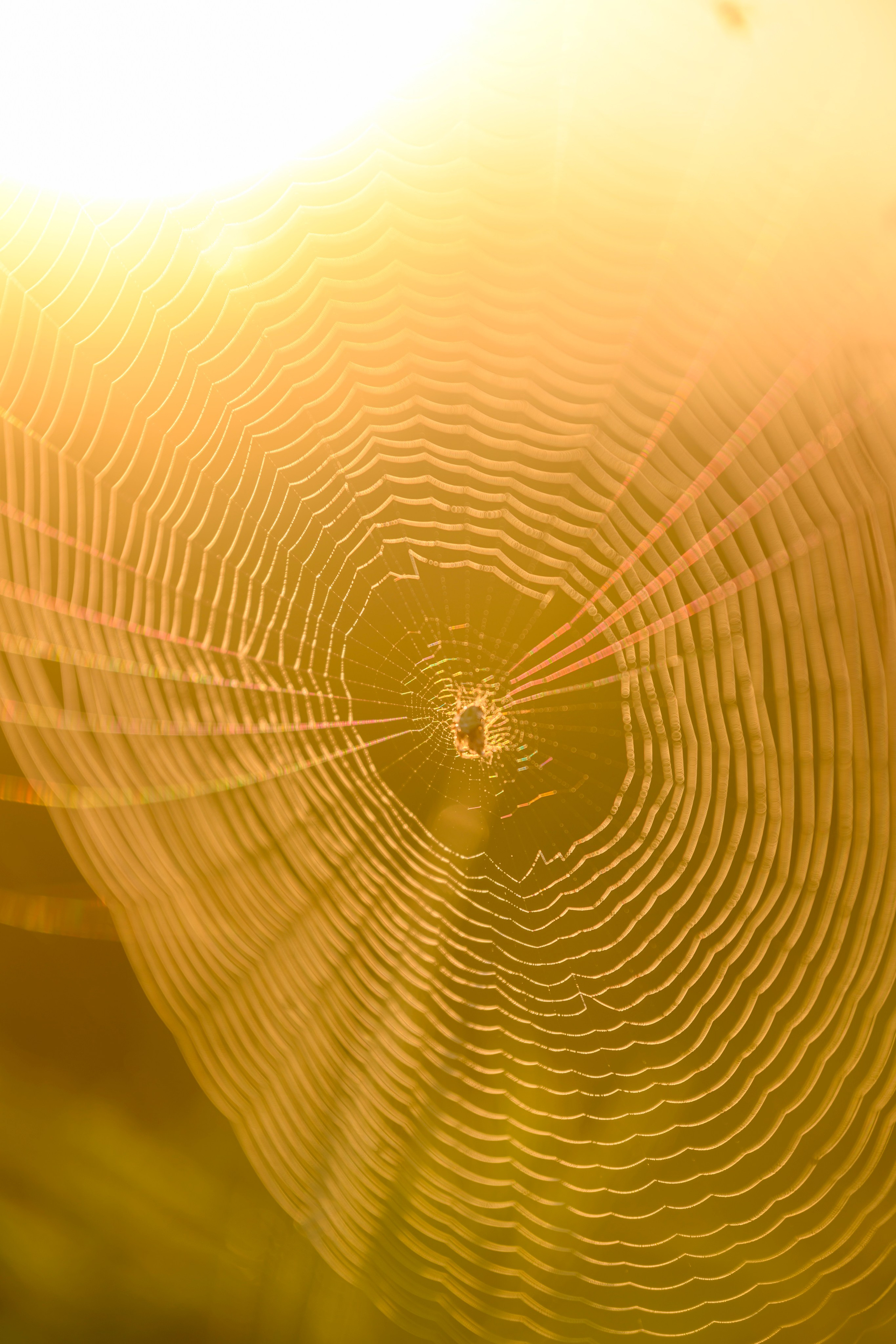 Совята завтракают. The owlets are having breakfast. Wildlife photography by Sergey Puponin