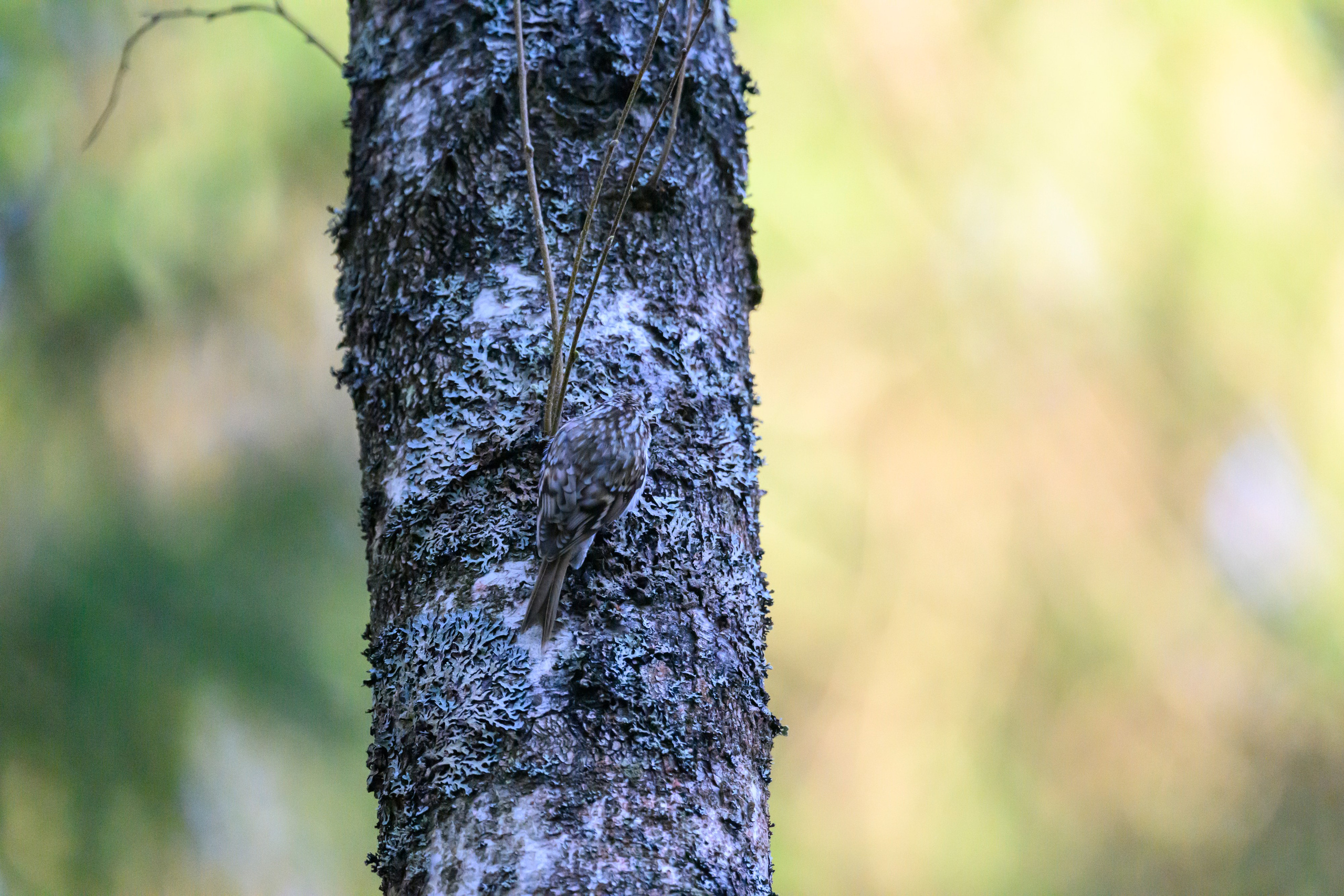 Тетерева, пищуха и лунь. Wildlife photography by Sergey Puponin