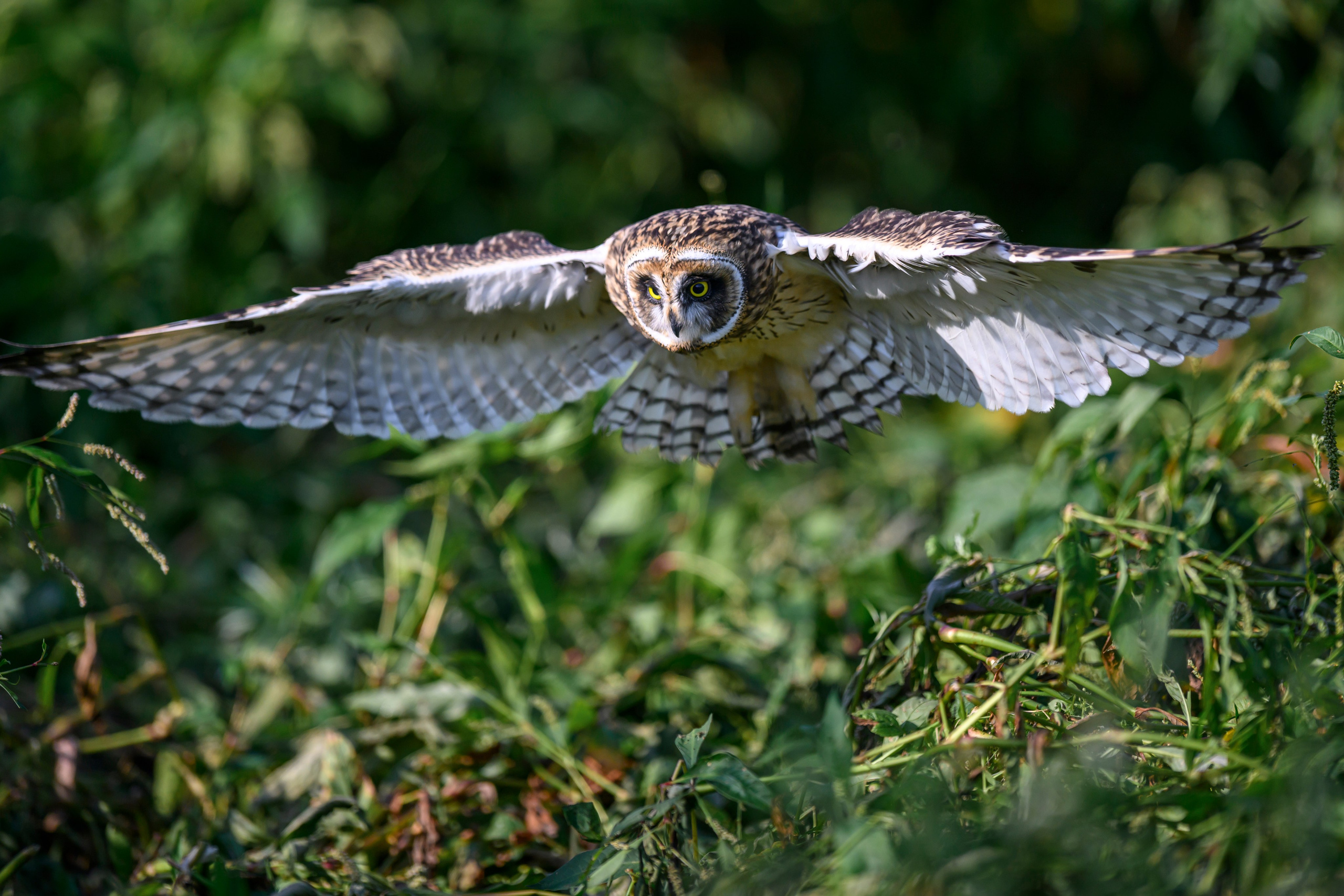Утро с совятами. Morning with owlets. Wildlife photography by Sergey Puponin