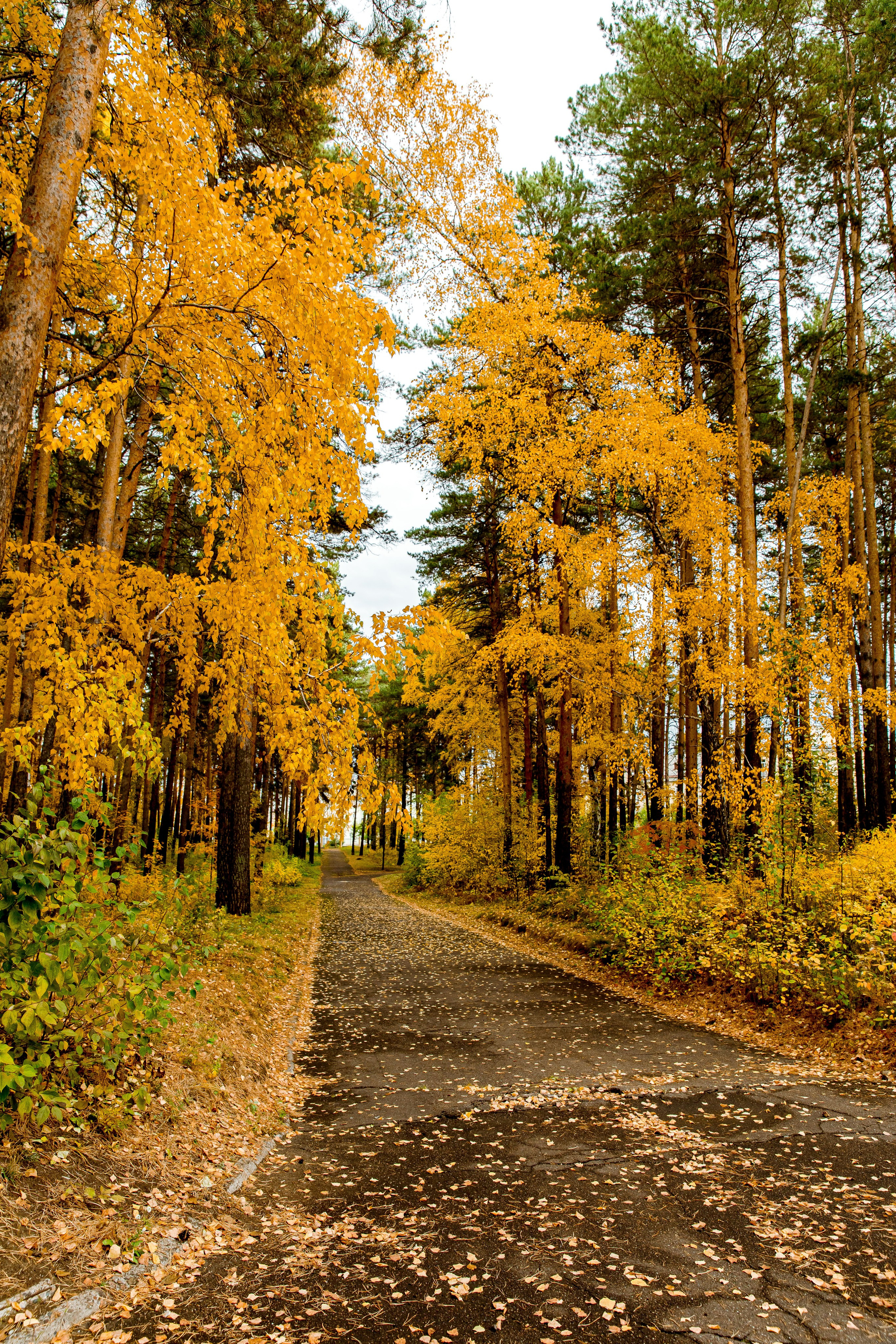 Осень в парке. Семейный и детский фотограф в Железногорске Саламахо Ольга