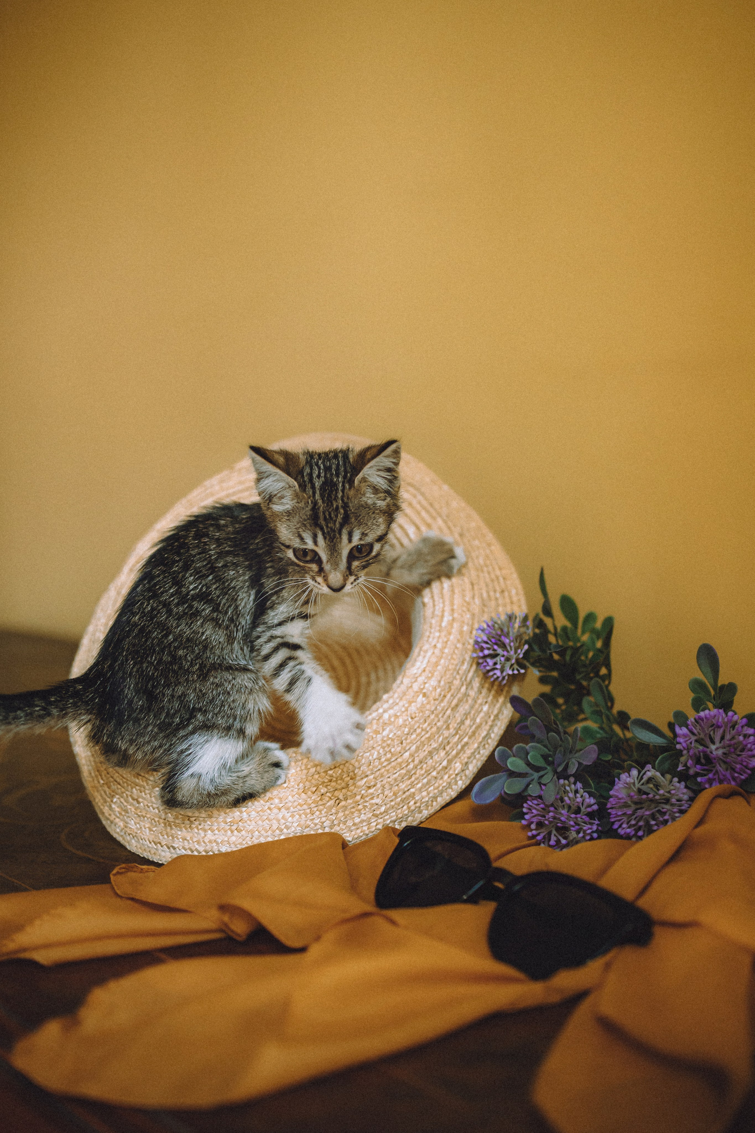 Более 30 идей для фотосессии с котенком