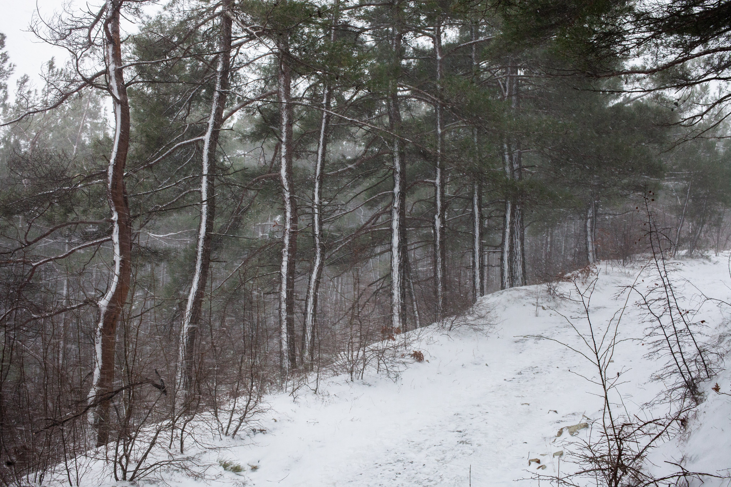 Улицы Люди на улицах Природа Животные — фотограф Оля Волчкова