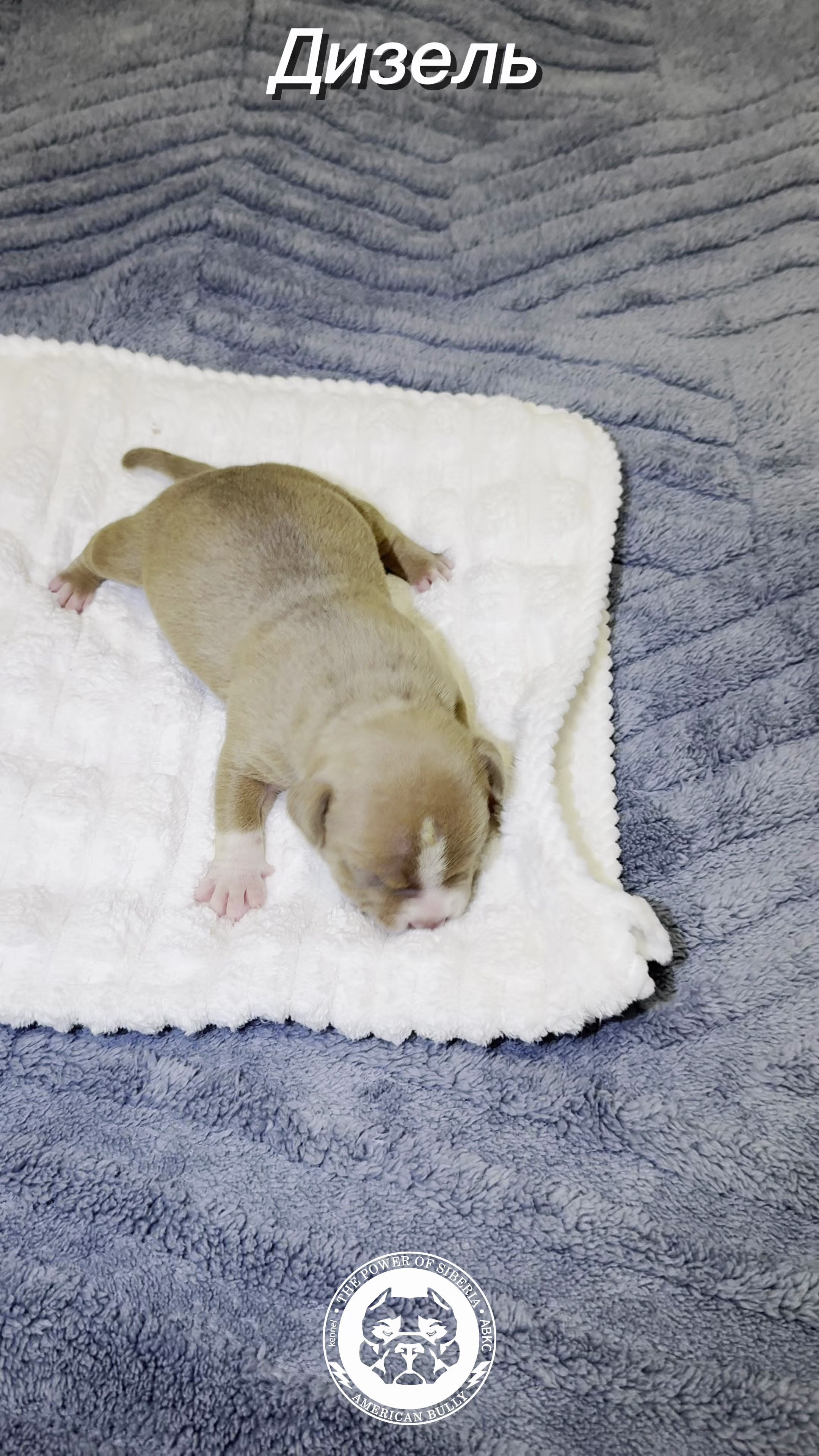 Помет Турук и Мила 21.02.26. Американский Булли в г. Ростов-на-Дону. Питомник THE POWER OF SIBERIA