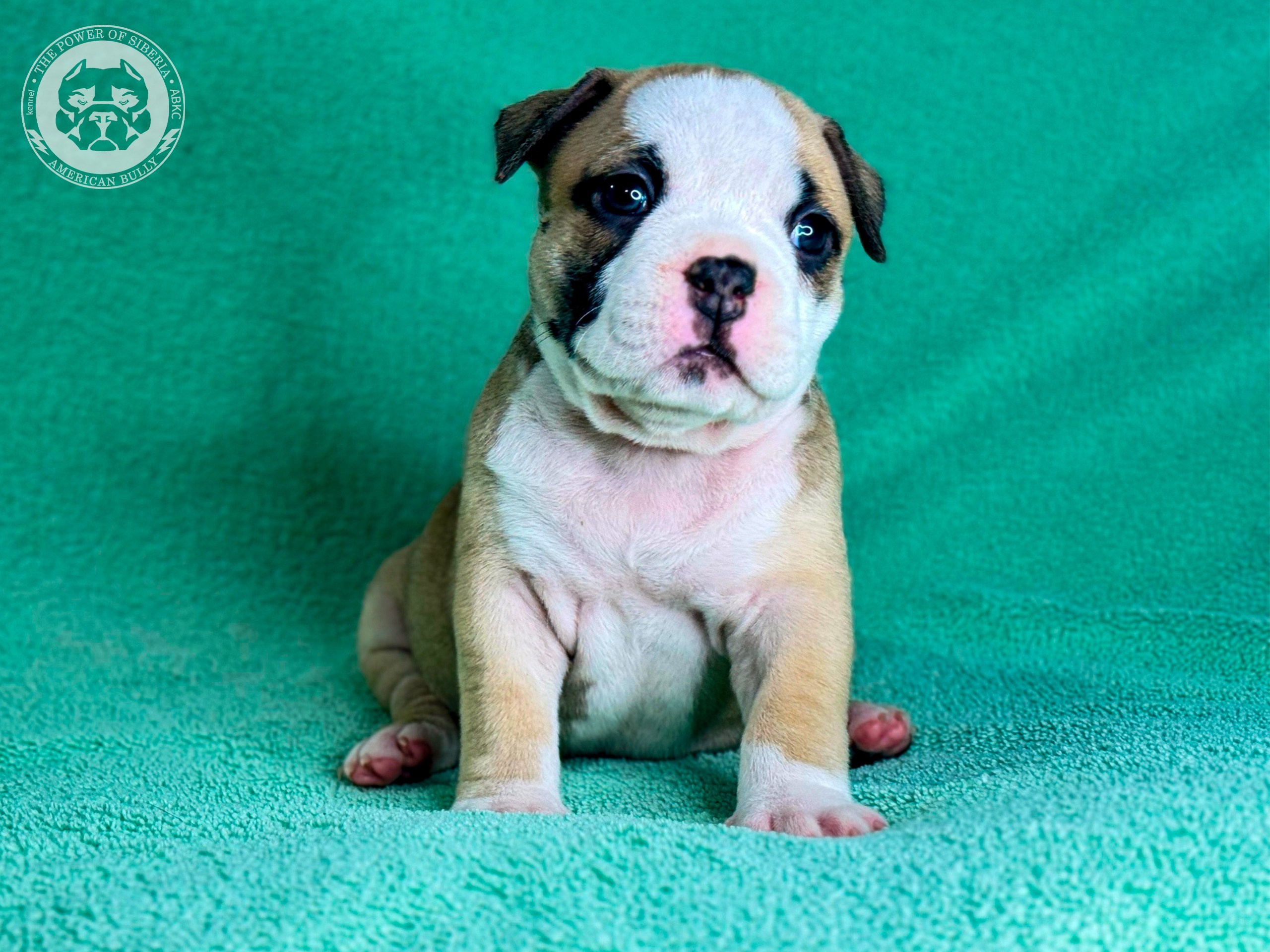 Все свободные щенки. Американский Булли в г. Ростов-на-Дону. Питомник THE POWER OF SIBERIA