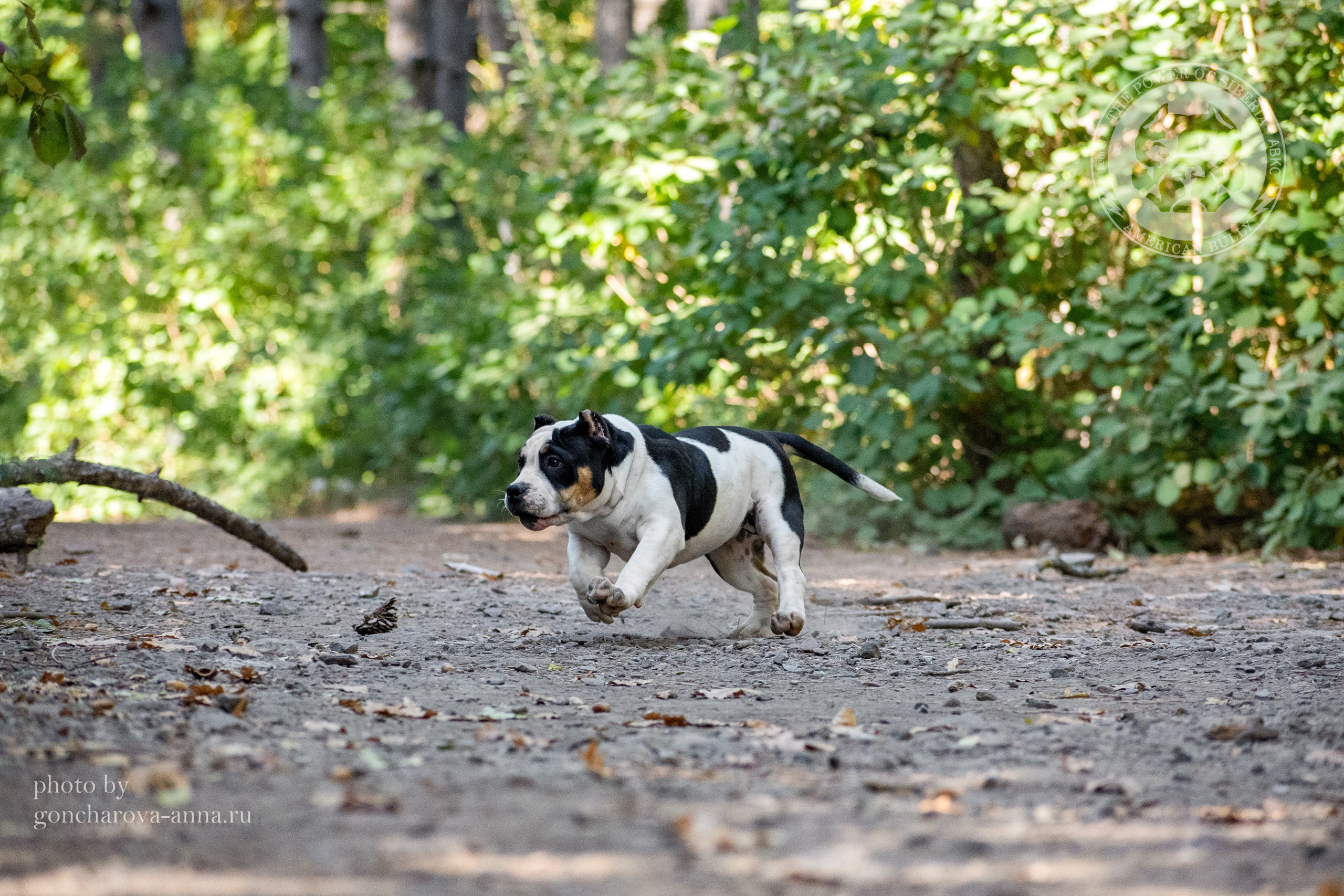 официальный питомник Американских булли в Донецке