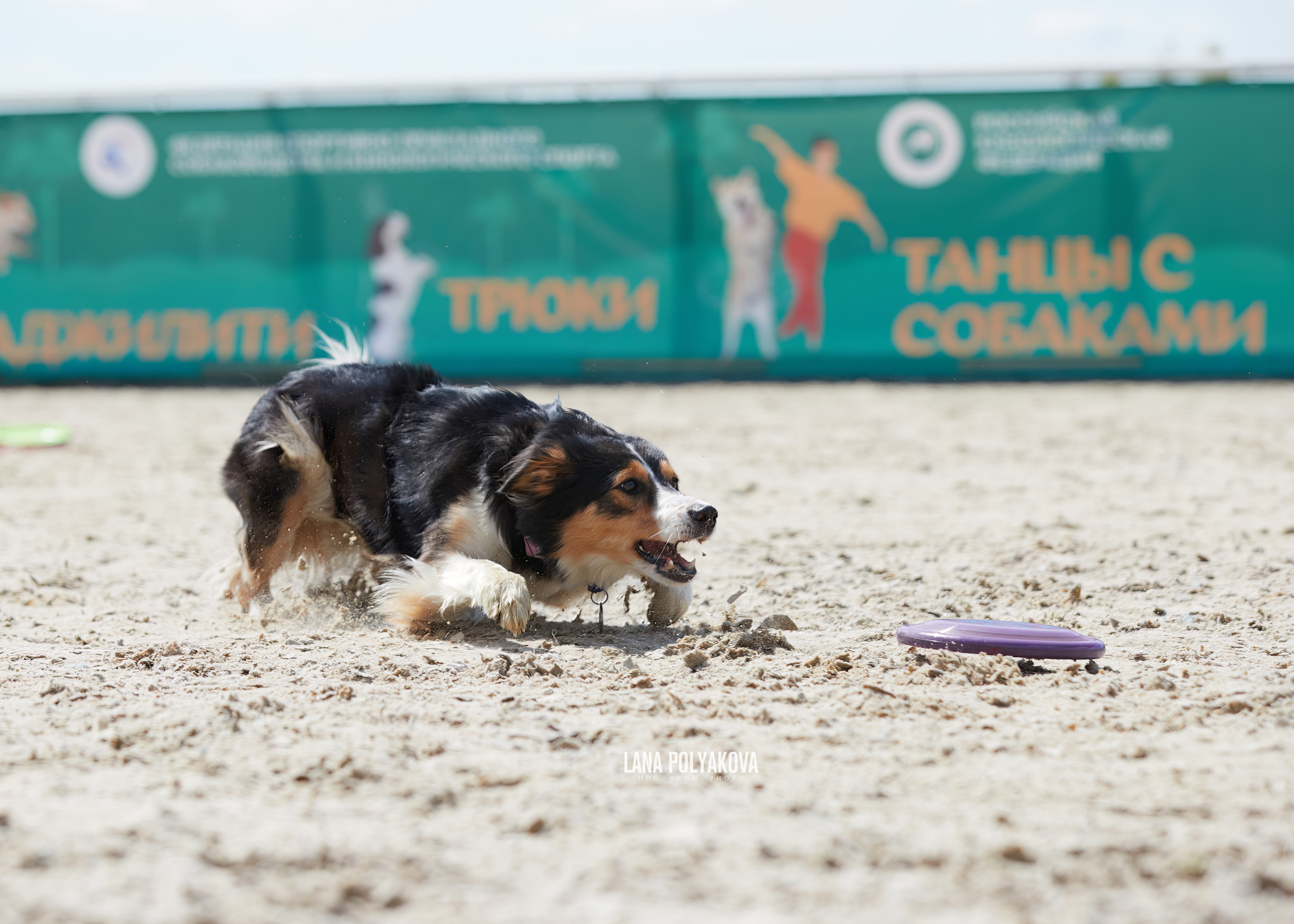 NDS «Russia. RKF Cup 2023», MOSCOW. ФОТОГРАФ-АНИМАЛИСТ l LANA POLYAKOVA