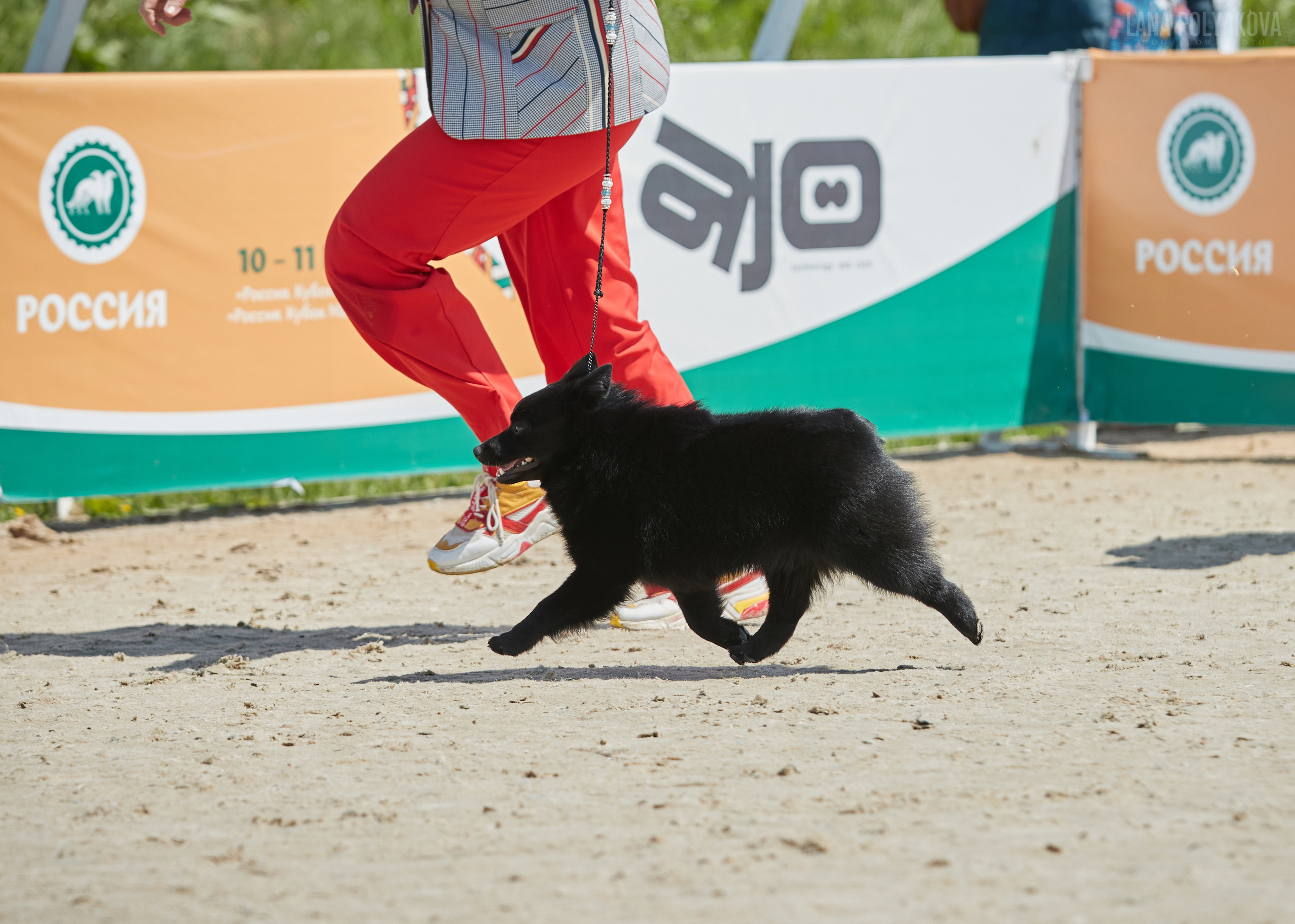 NDS «Russia. RKF Cup 2023», MOSCOW. ФОТОГРАФ-АНИМАЛИСТ l LANA POLYAKOVA