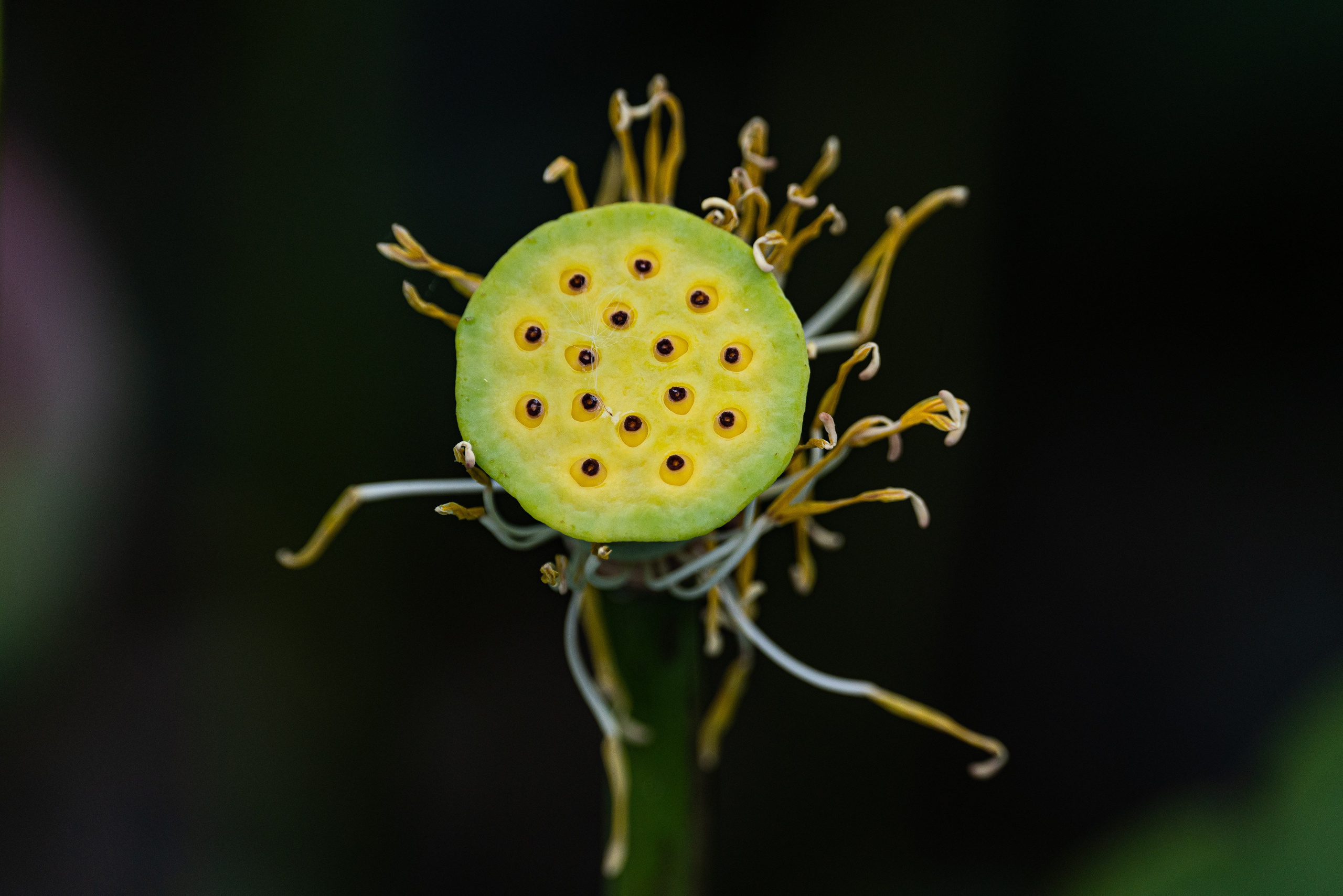 Барханы и лотосы. Июль–Август