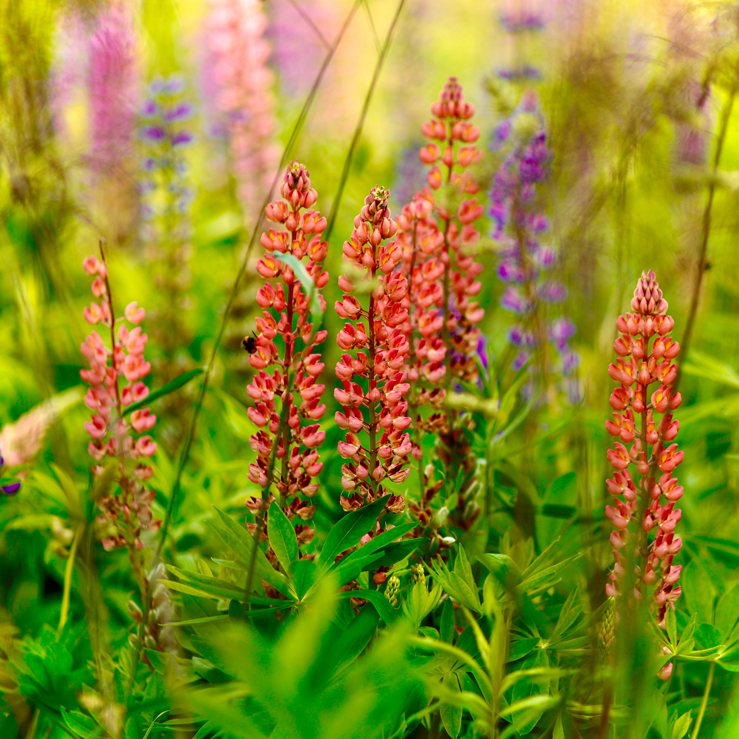 Фотосессия в люпинах. Свадебный и семейный фотограф-Королева Натали/Раменское-Жуковский-Москва/тел.+7 (985) 153-75-43