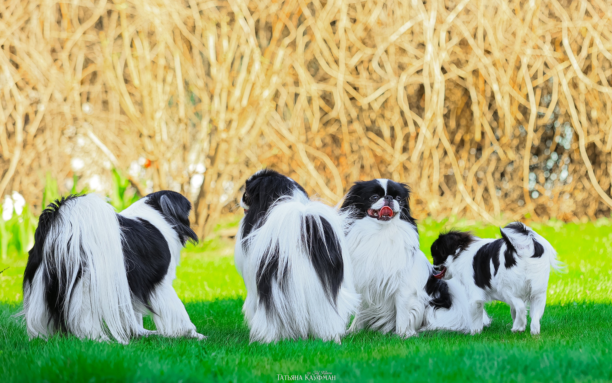 Японский хин, фотография японский хин, собака в цветах, красивая собака, фотограф анималист, фотокурс Анималистика, научиться фотографировать собак, фотограф Новосибирск