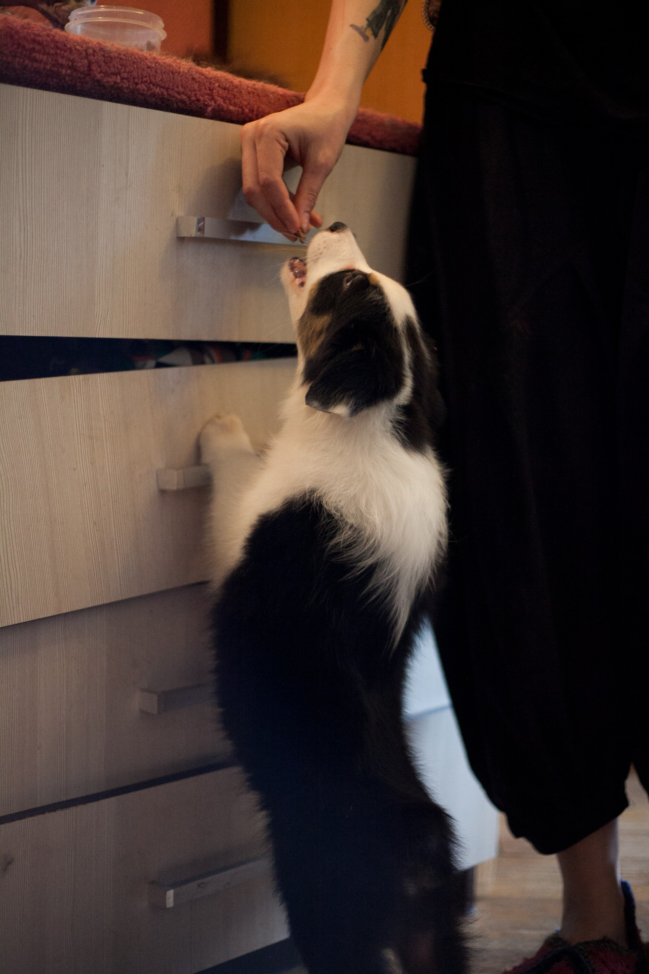 Ива. BLGKV питомник собак