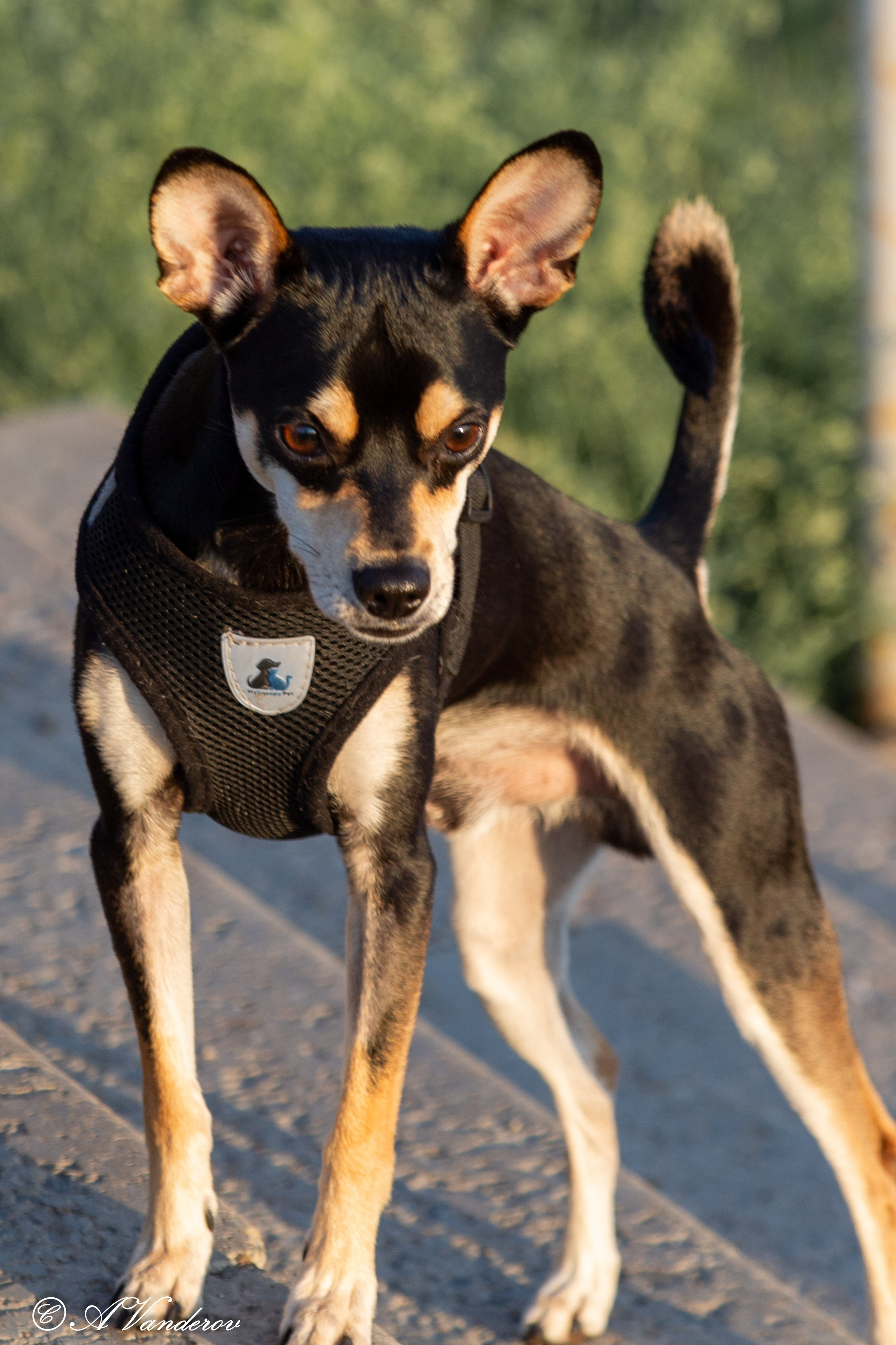 Прогулка 22.05.2024. Фотограф Омск | Александр Вандеров