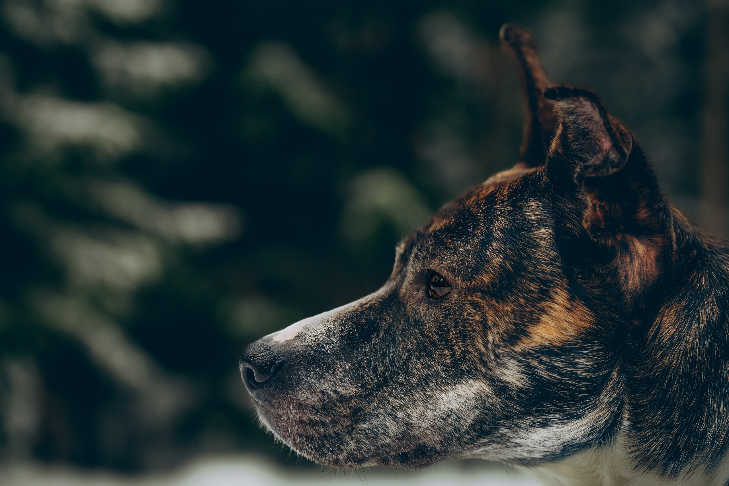 Гарм и Юна. Фотограф анималист в Спб недорого Олеся Майорова