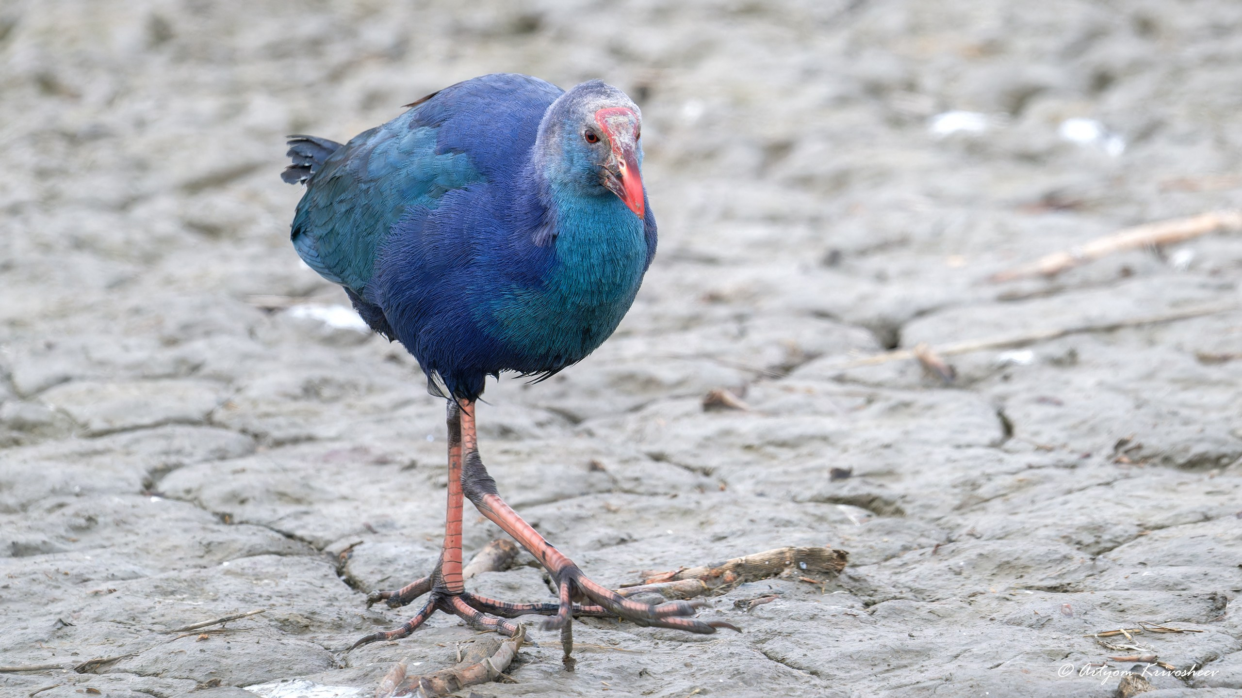 Султанка. Фотограф и путешественник Артём Кривошеев